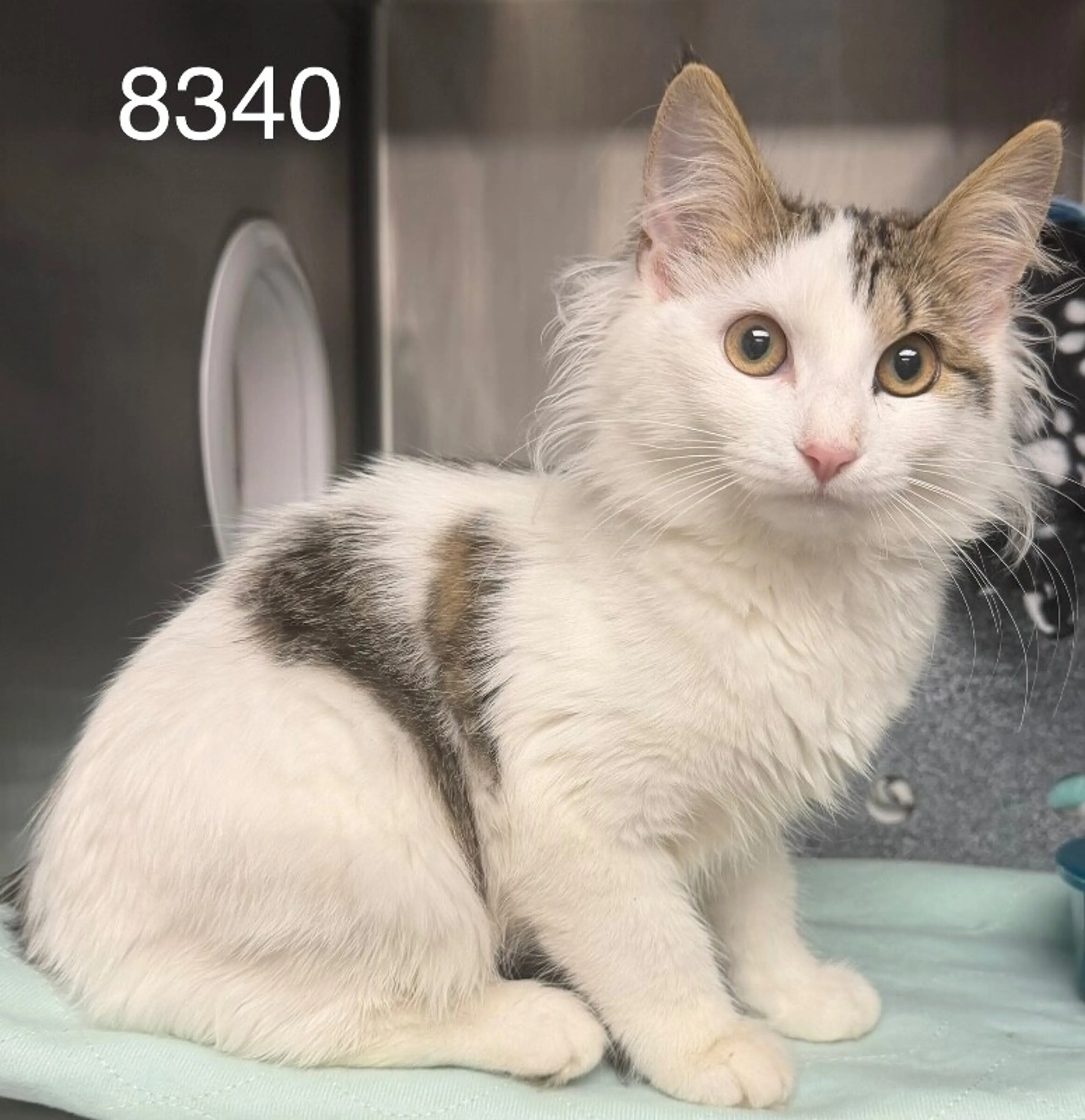 cdn image