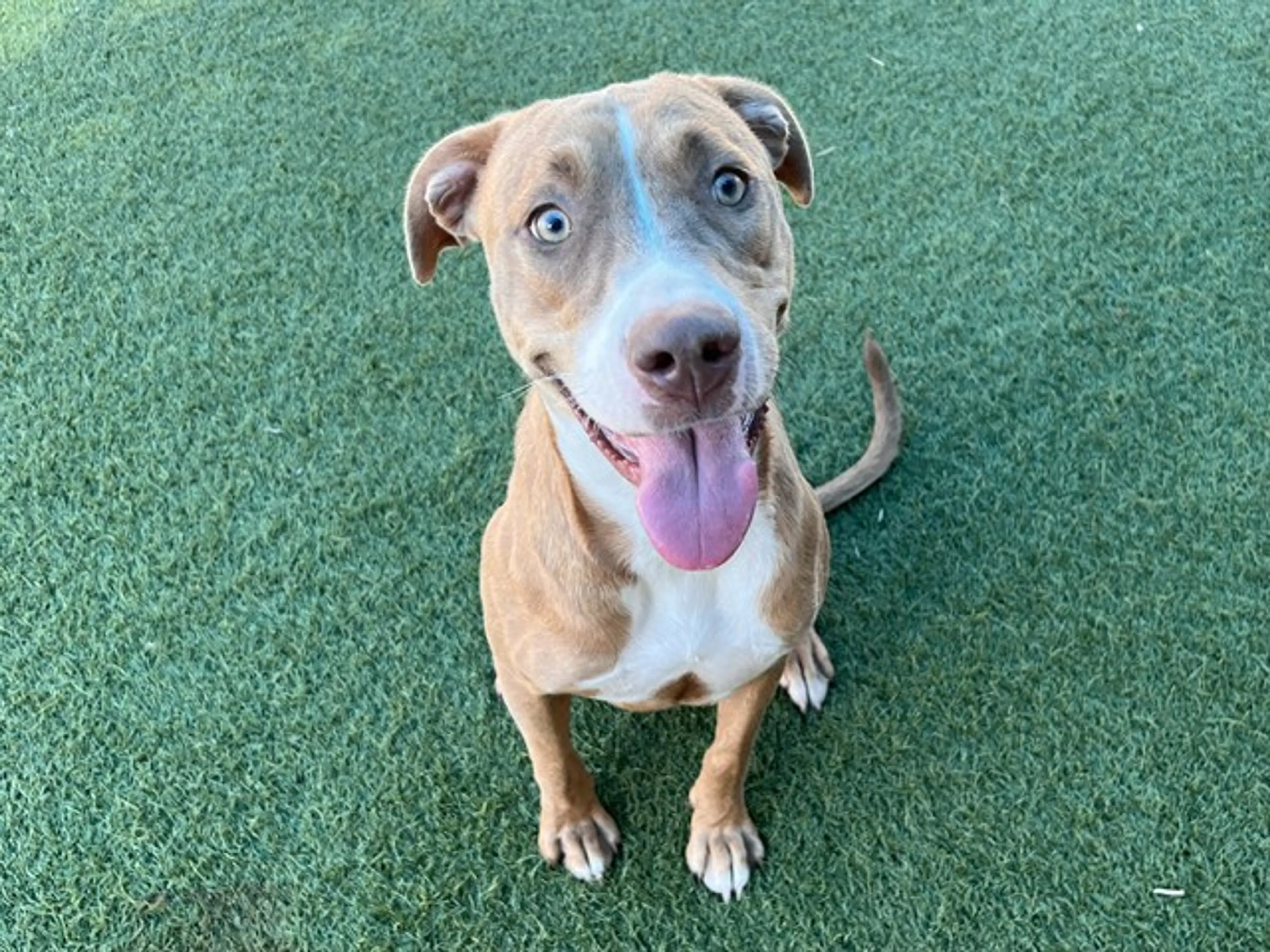 cdn image