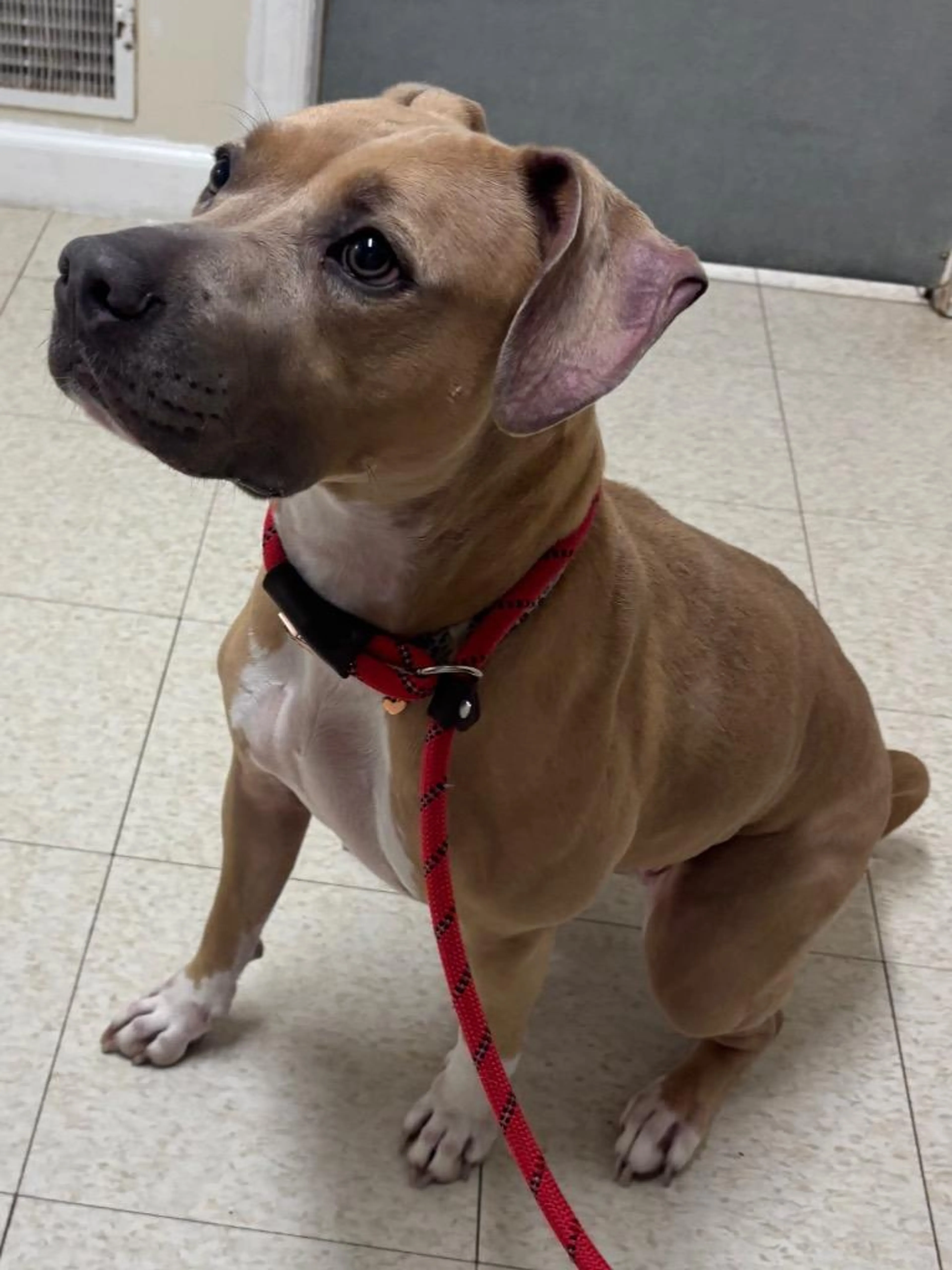cdn image