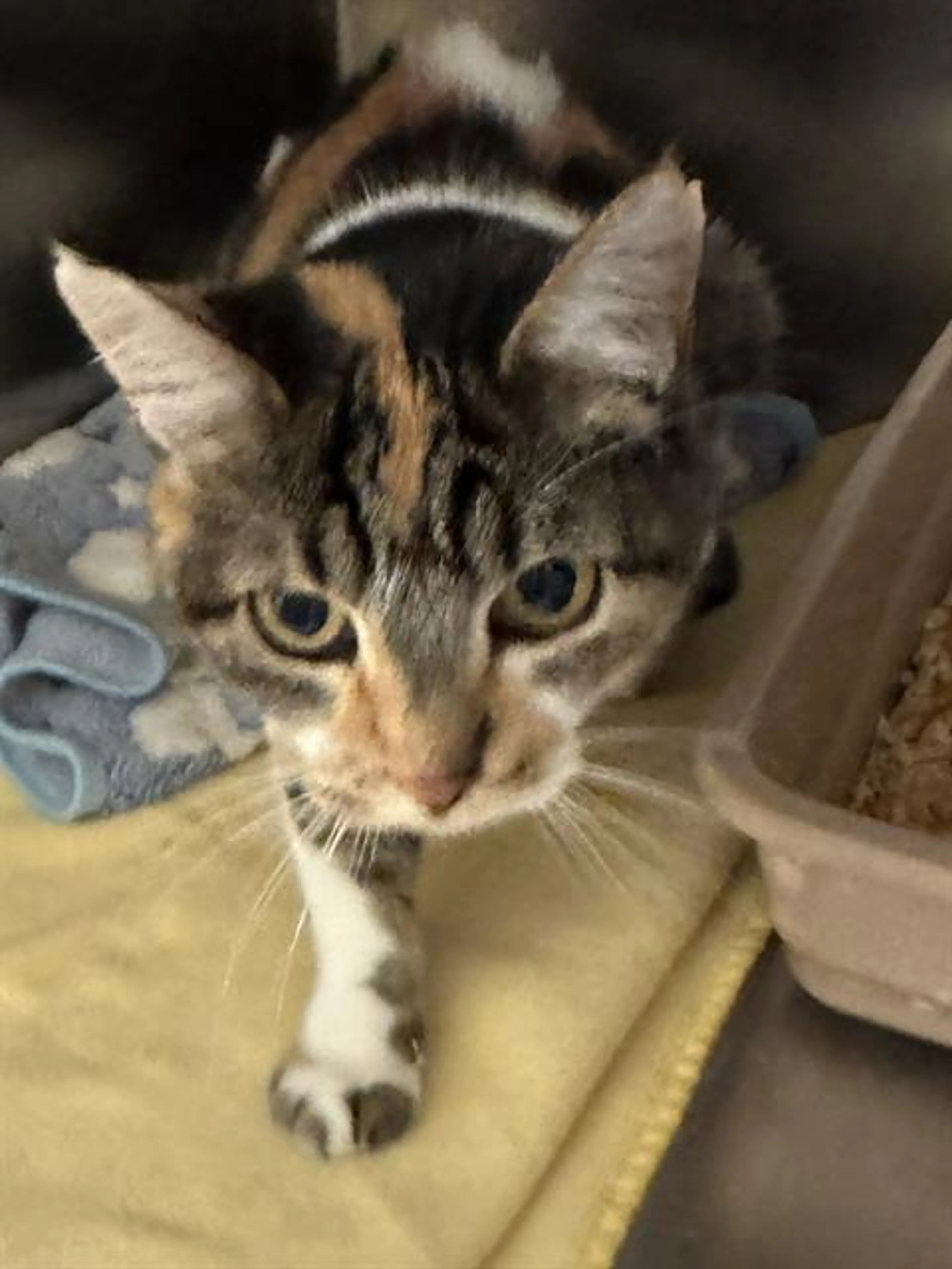 cdn image