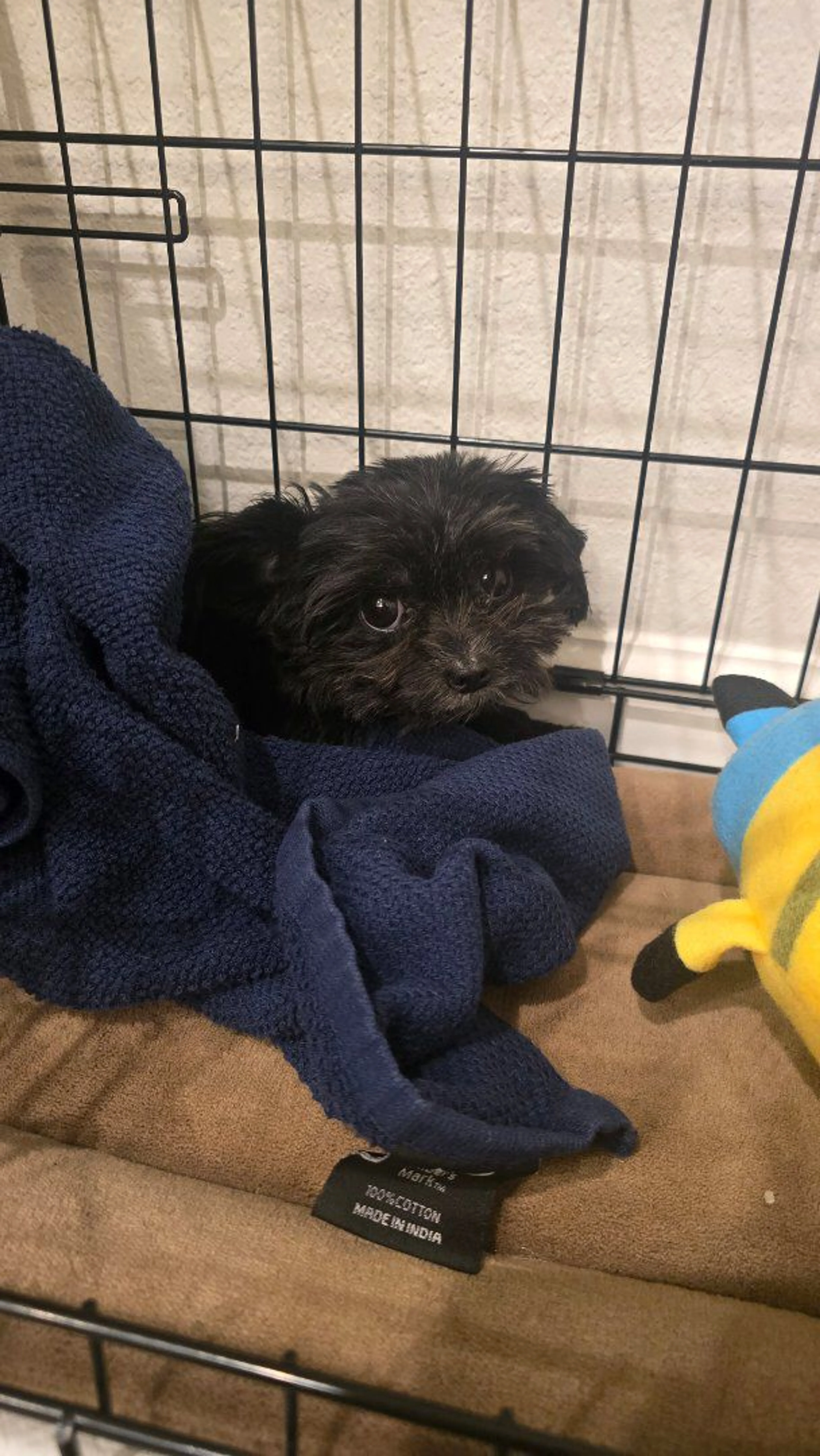 cdn image