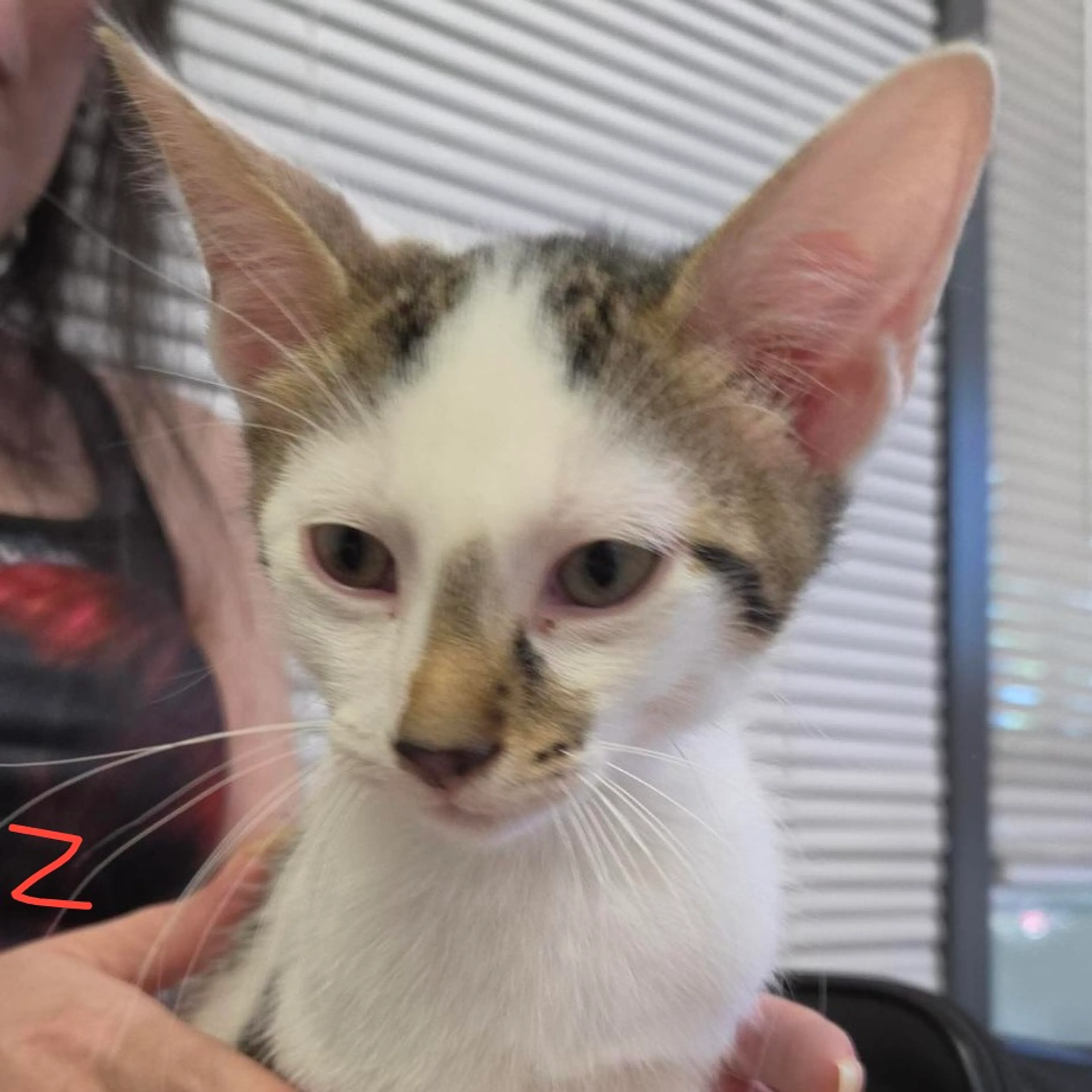 cdn image