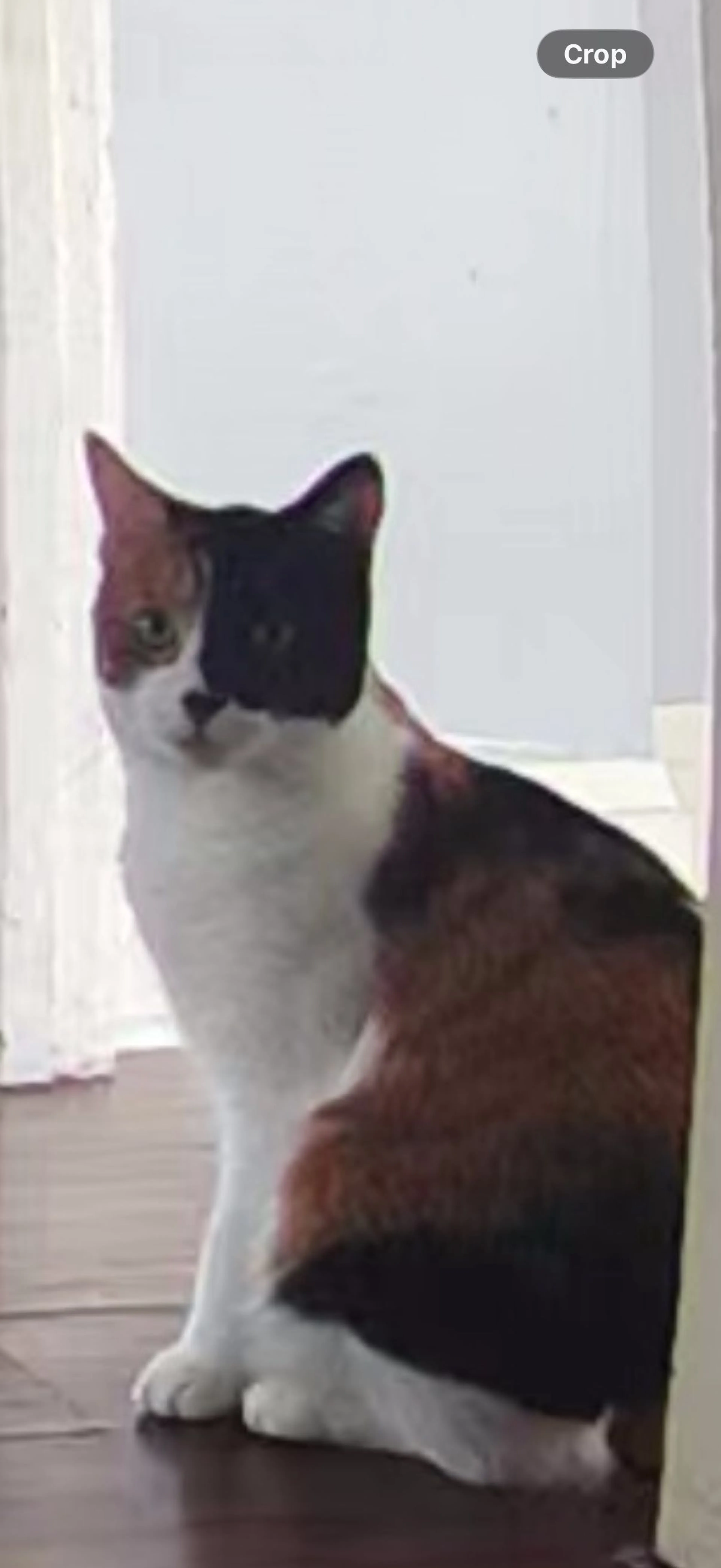 cdn image