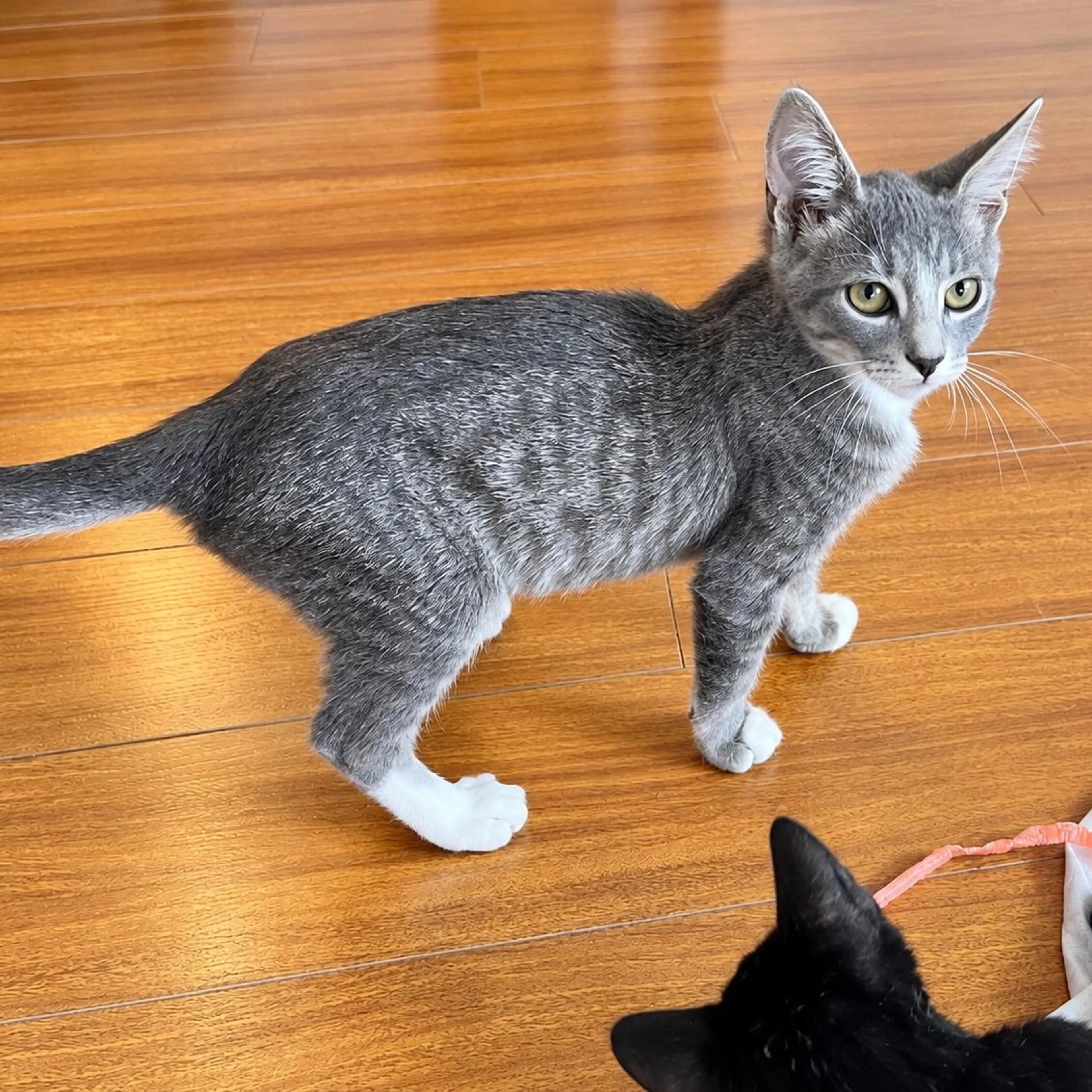 cdn image