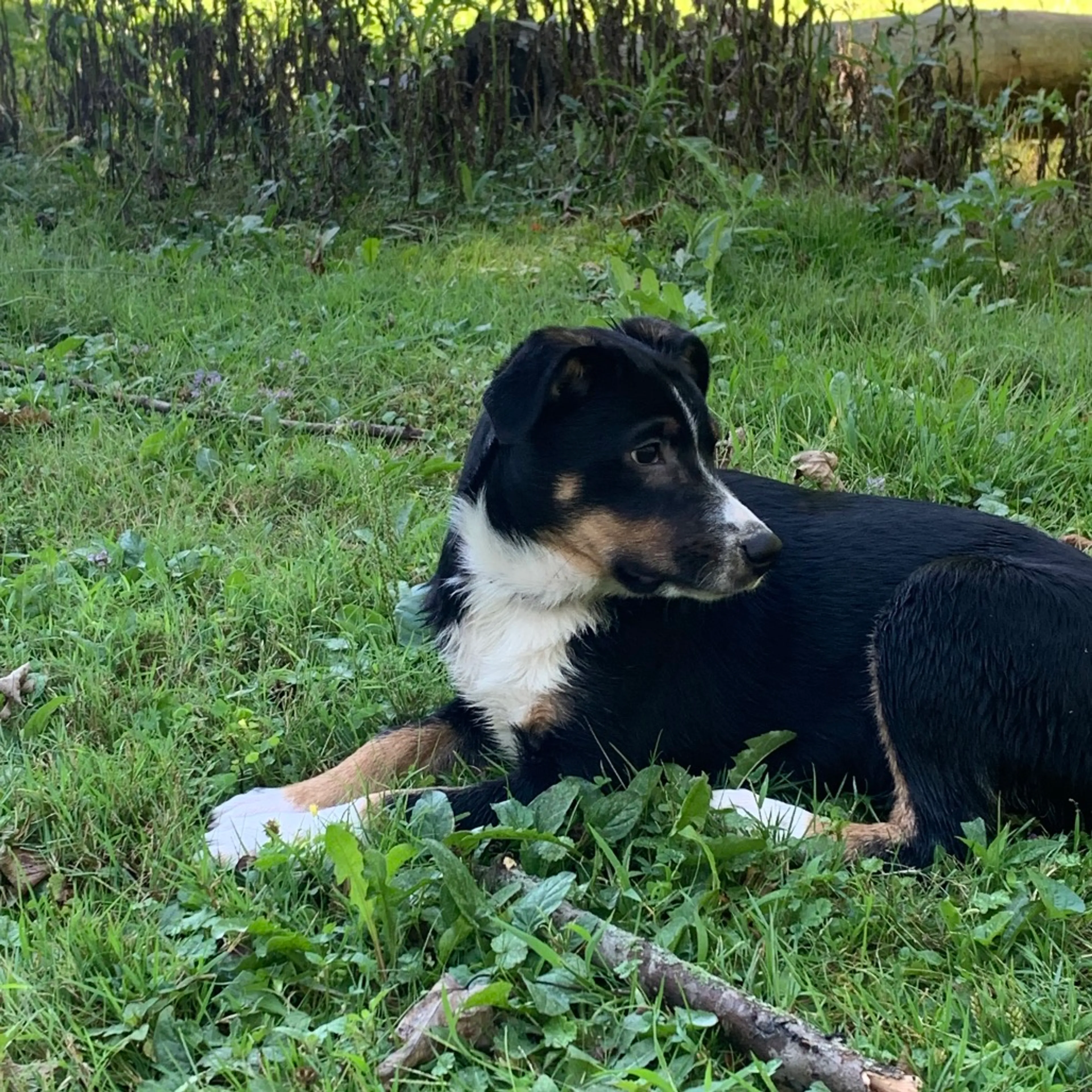 cdn image