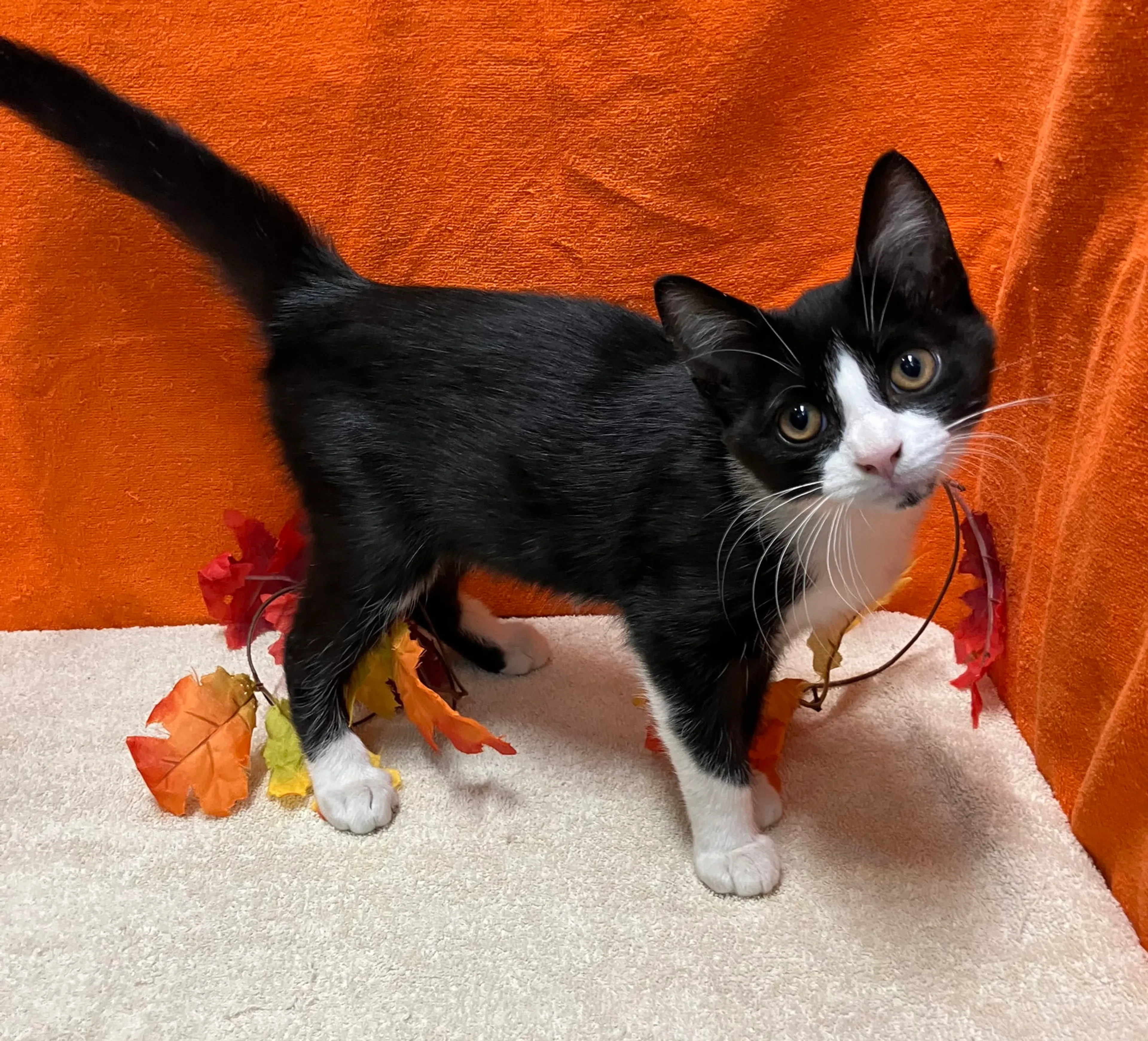 cdn image