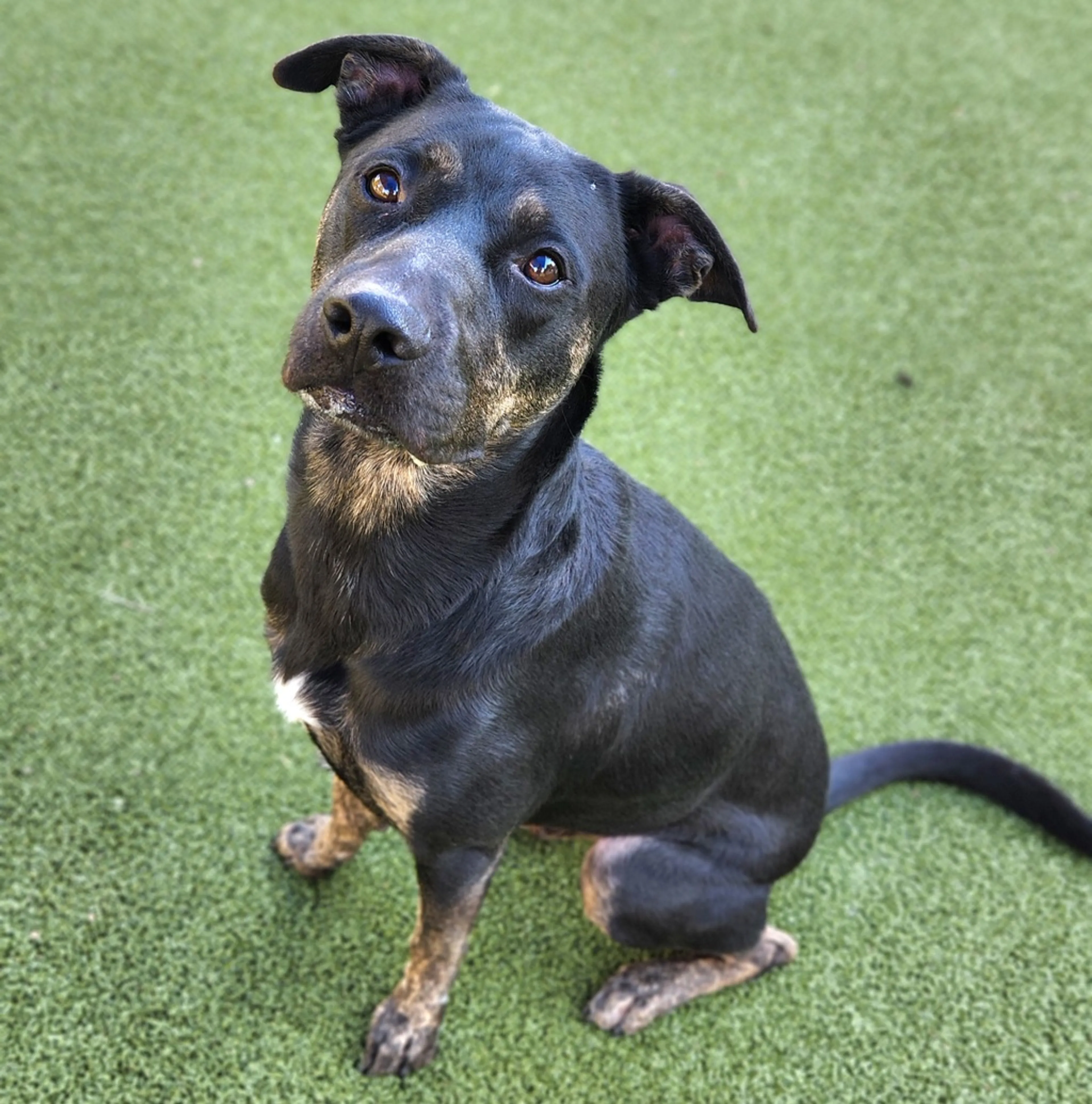 cdn image