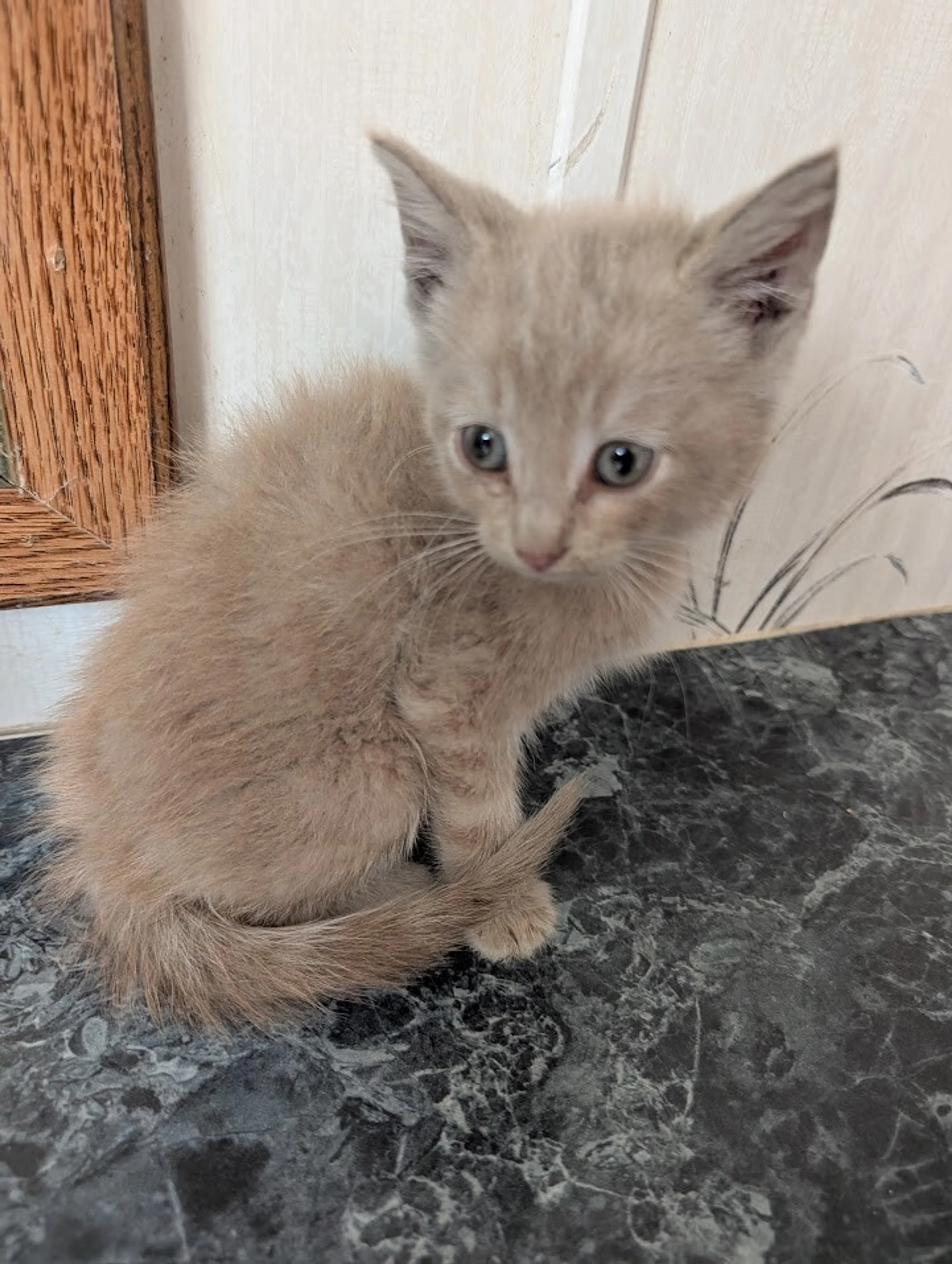 cdn image