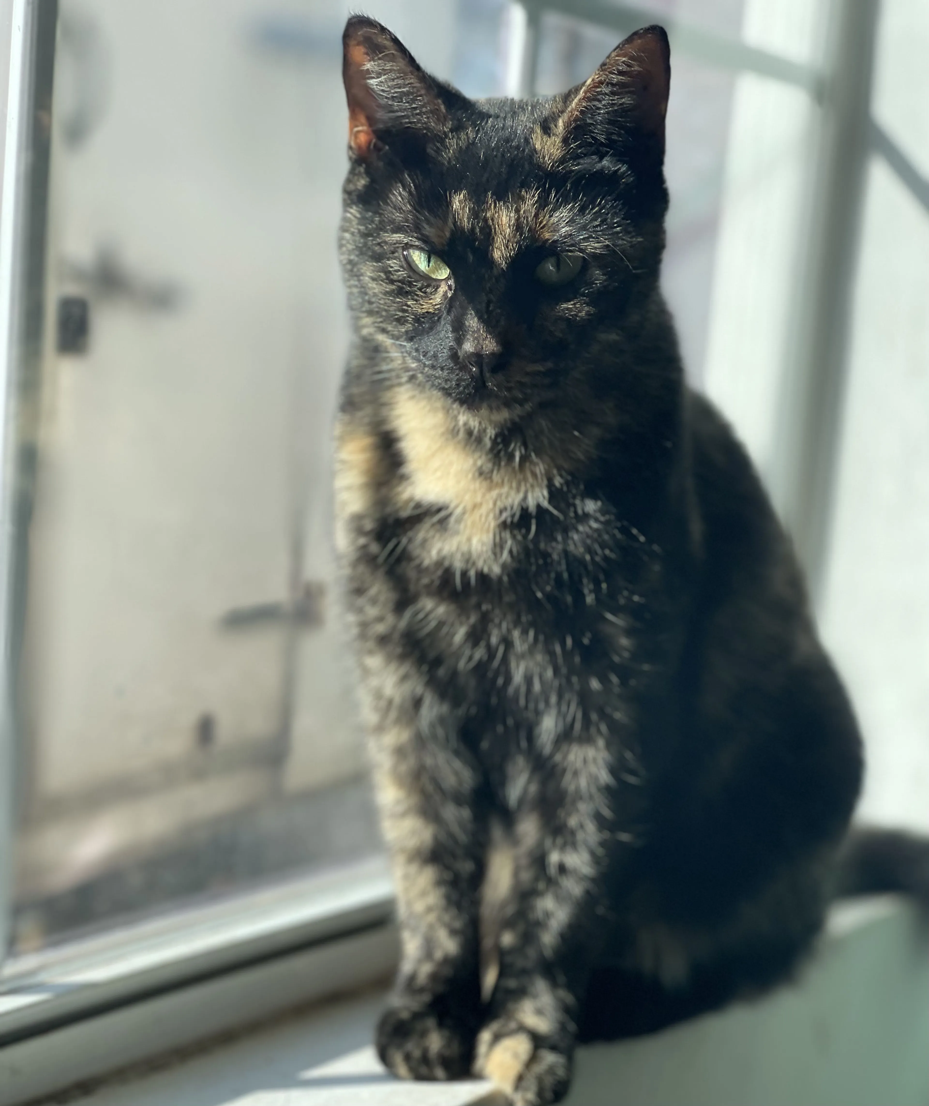 cdn image