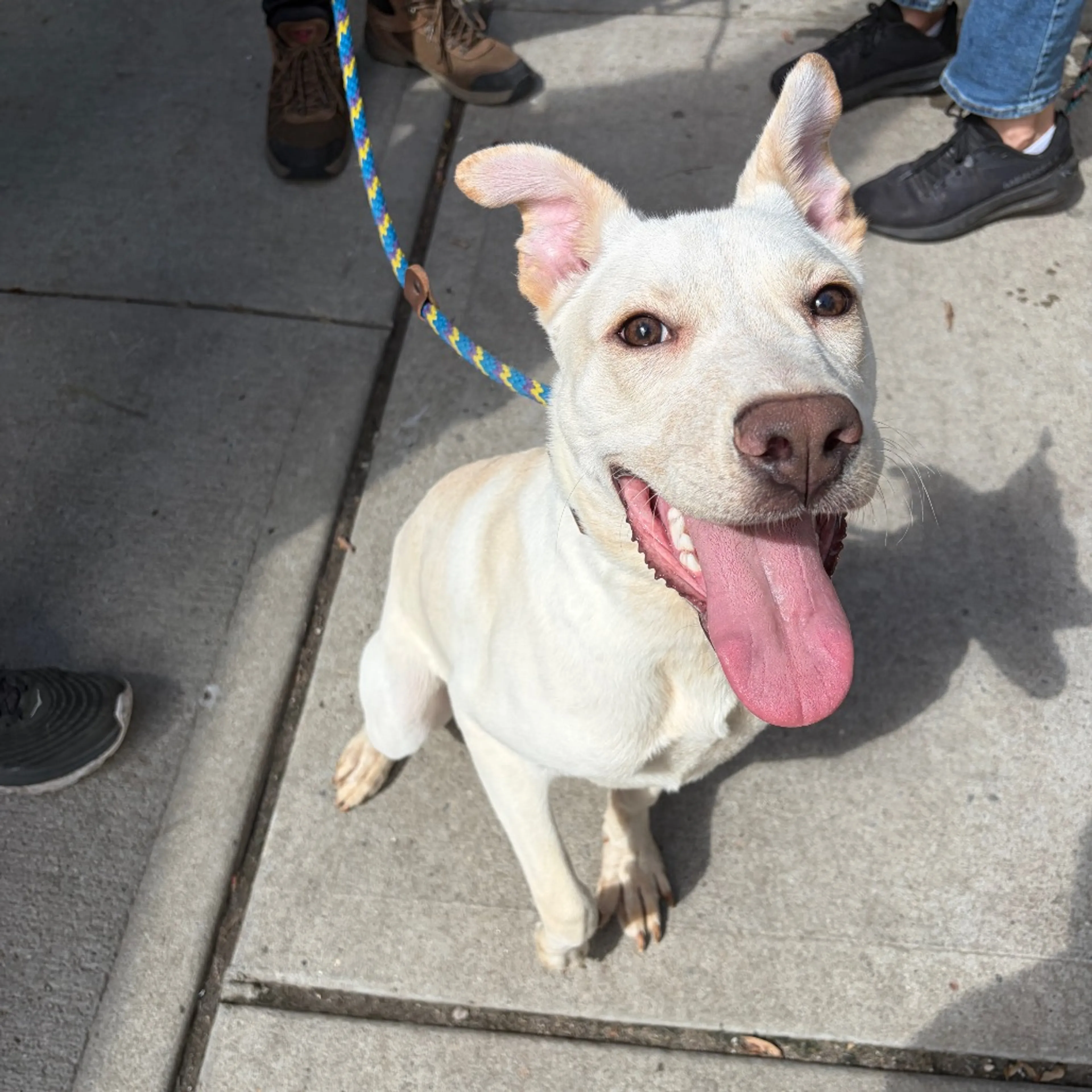 cdn image