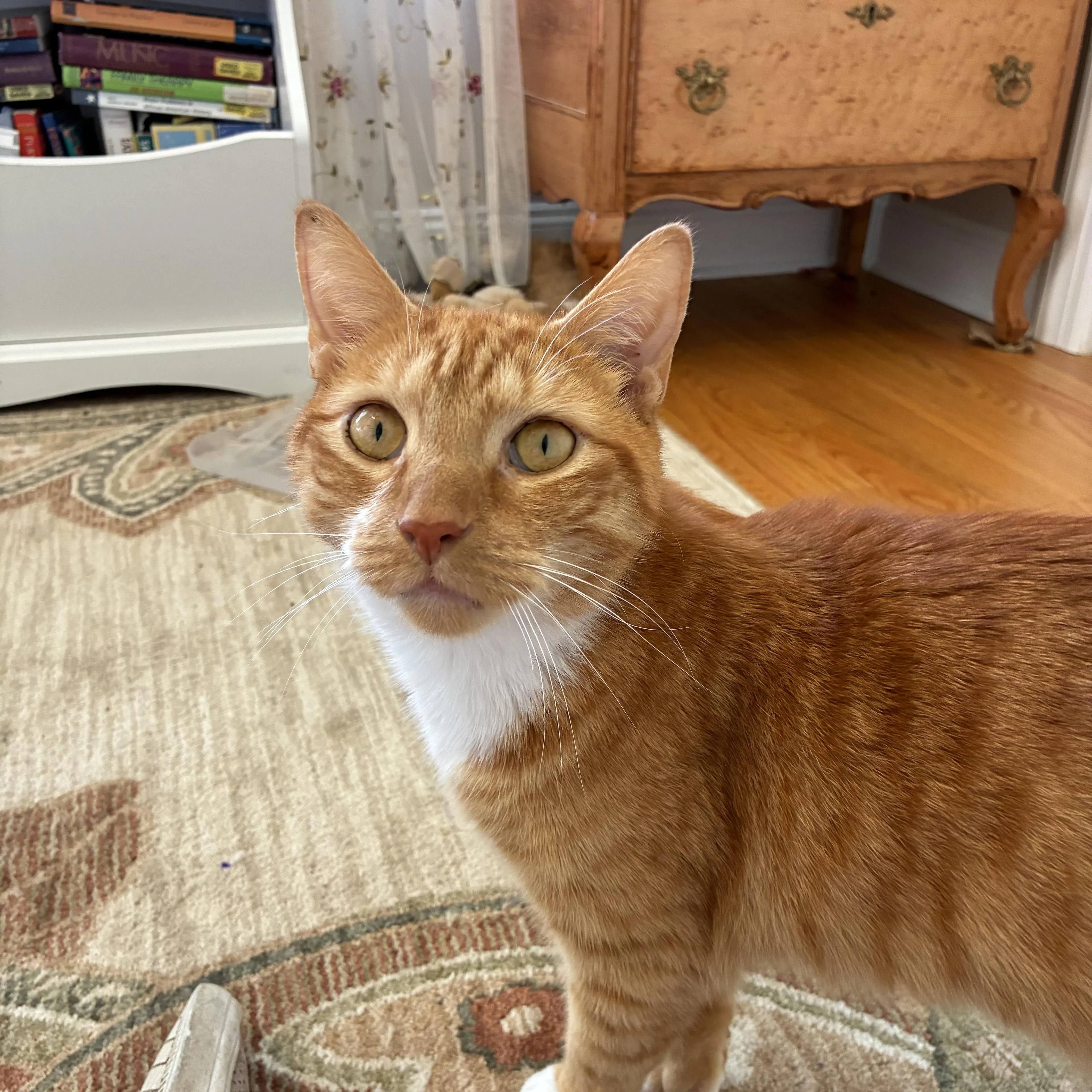 cdn image