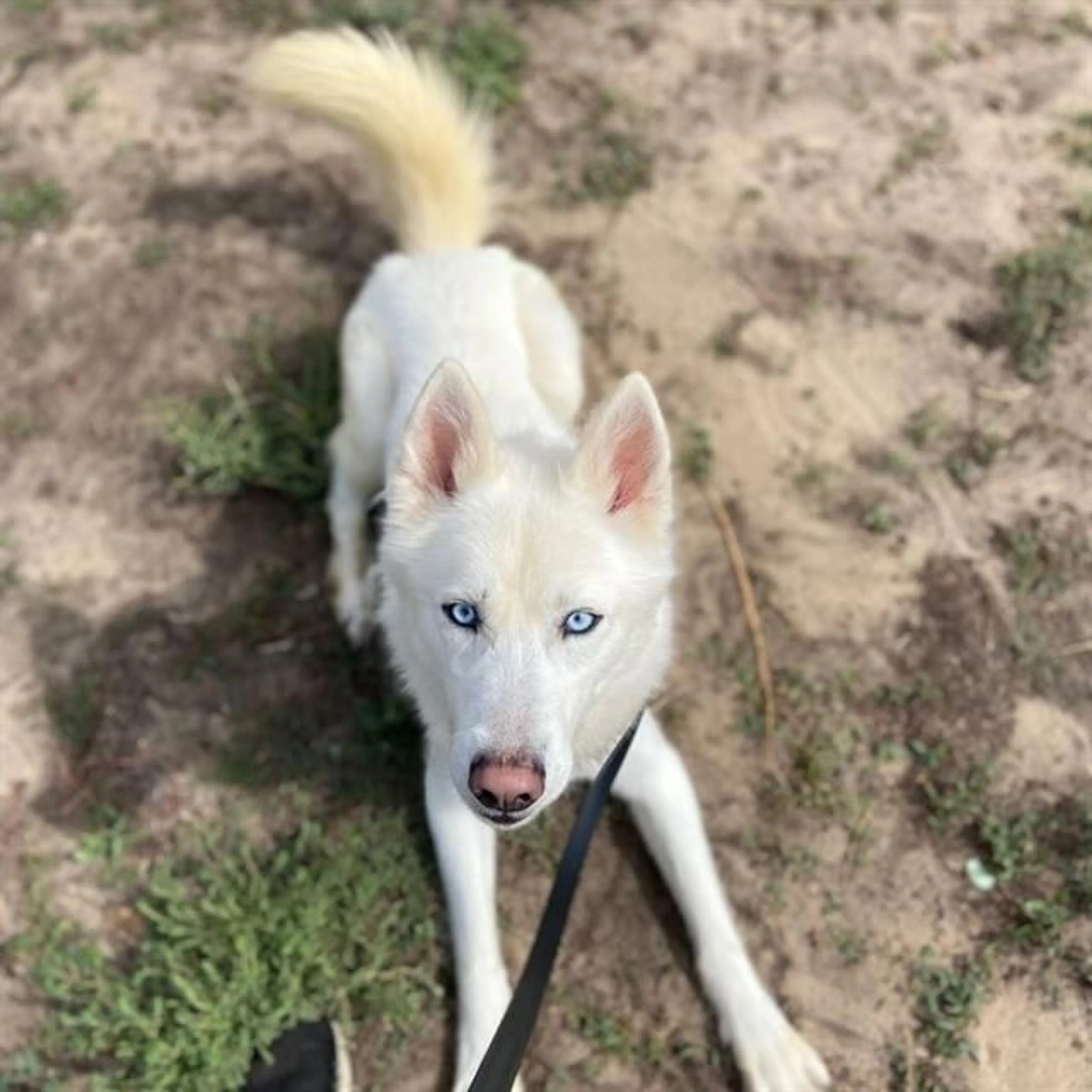 cdn image