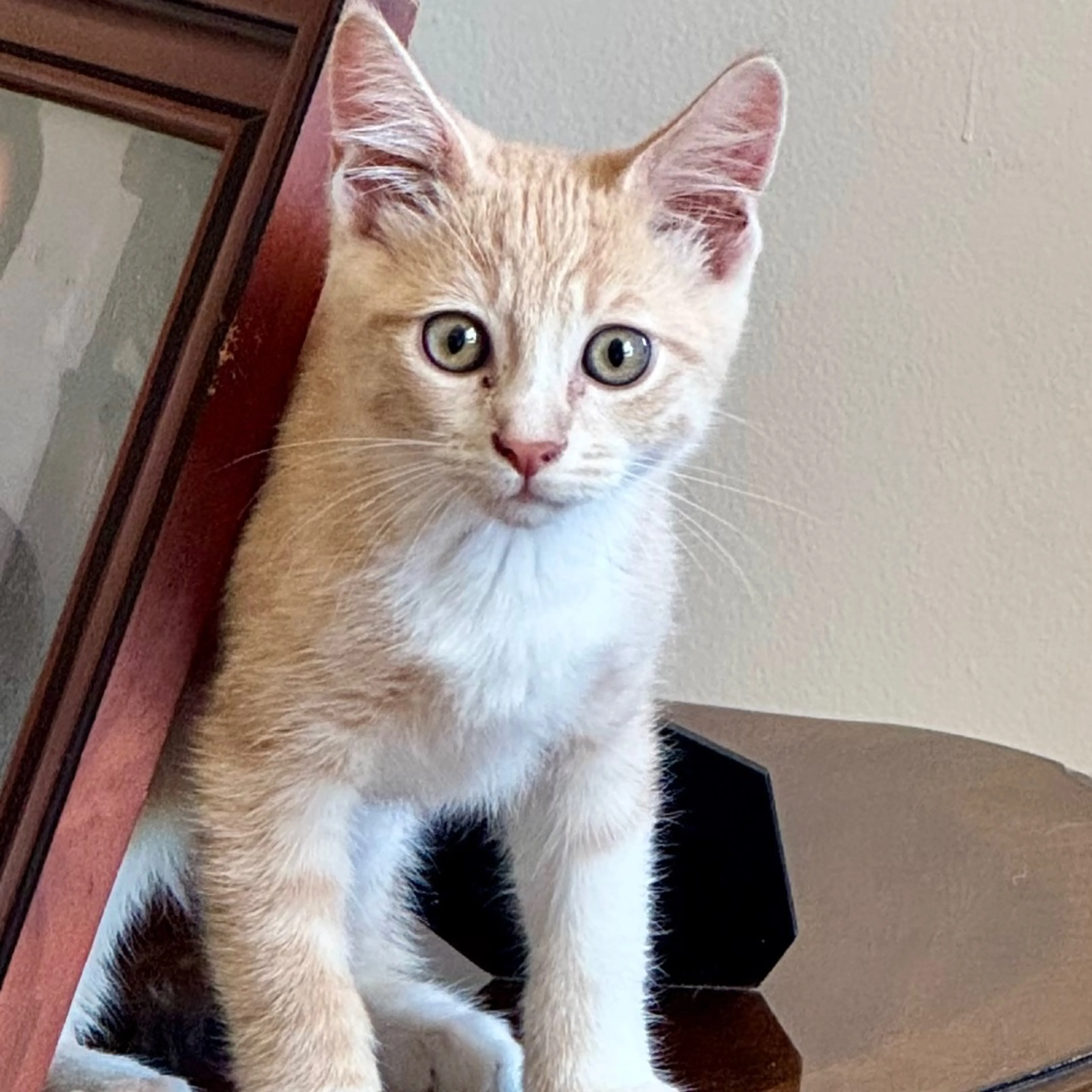 cdn image