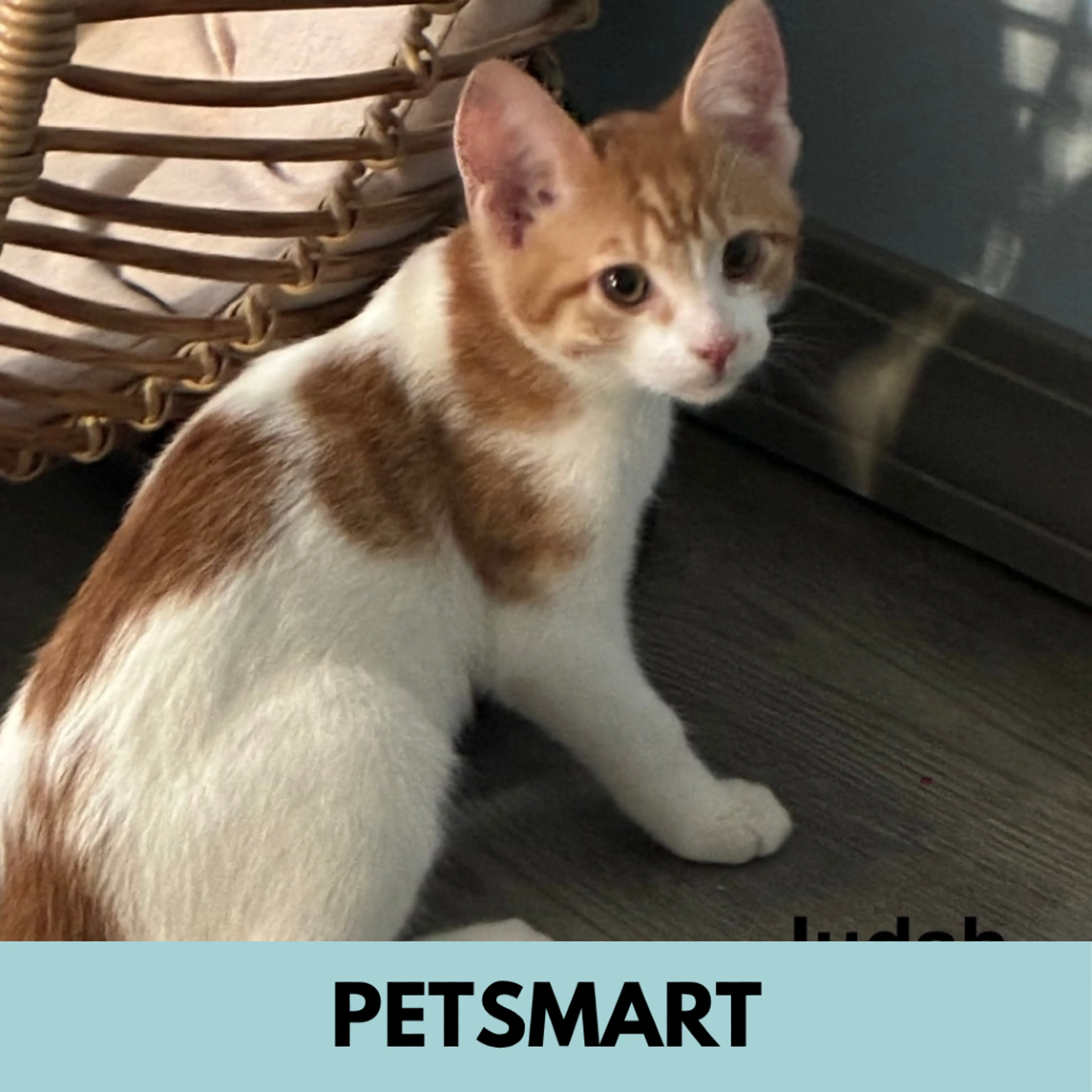 cdn image