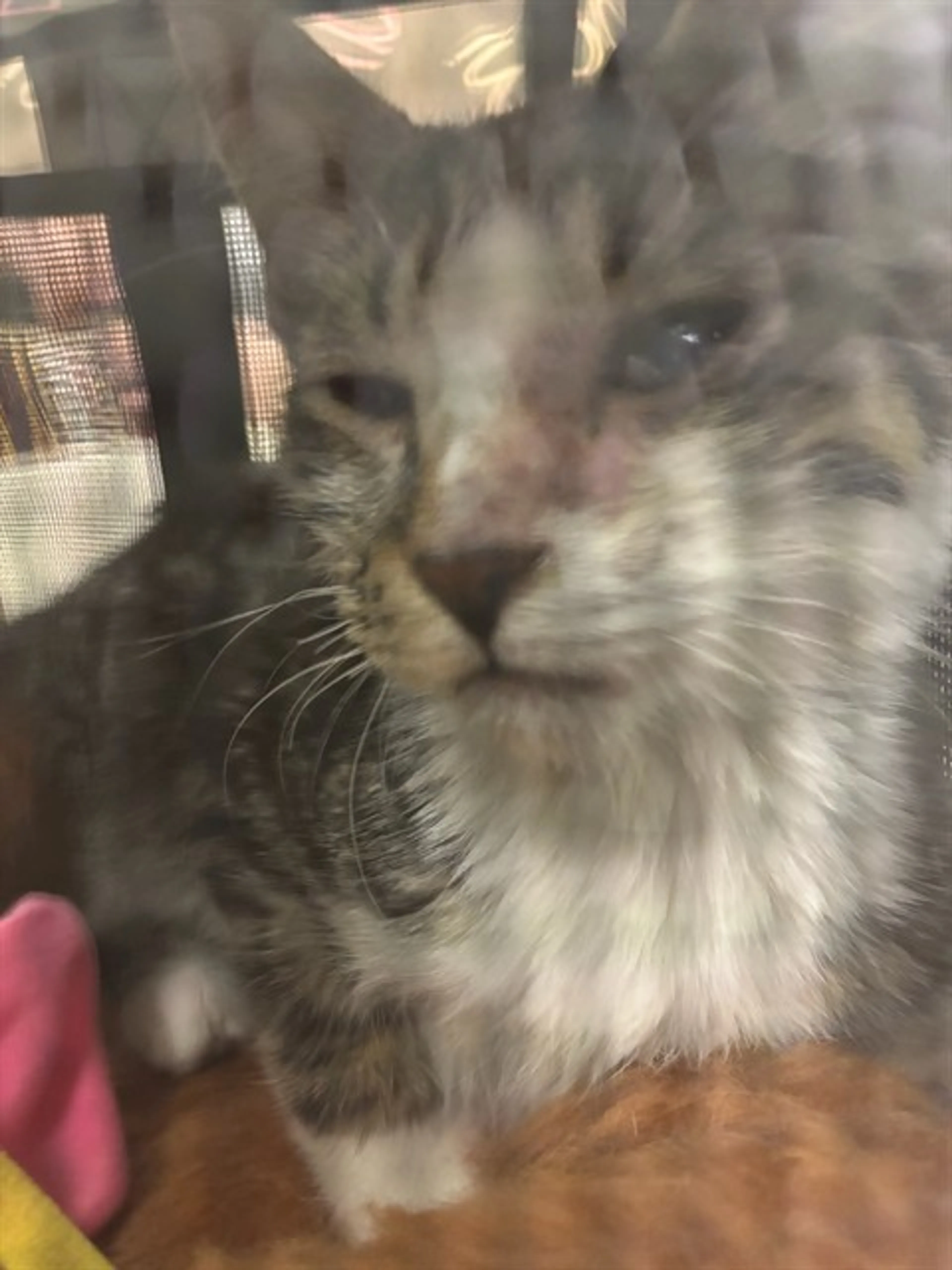 cdn image