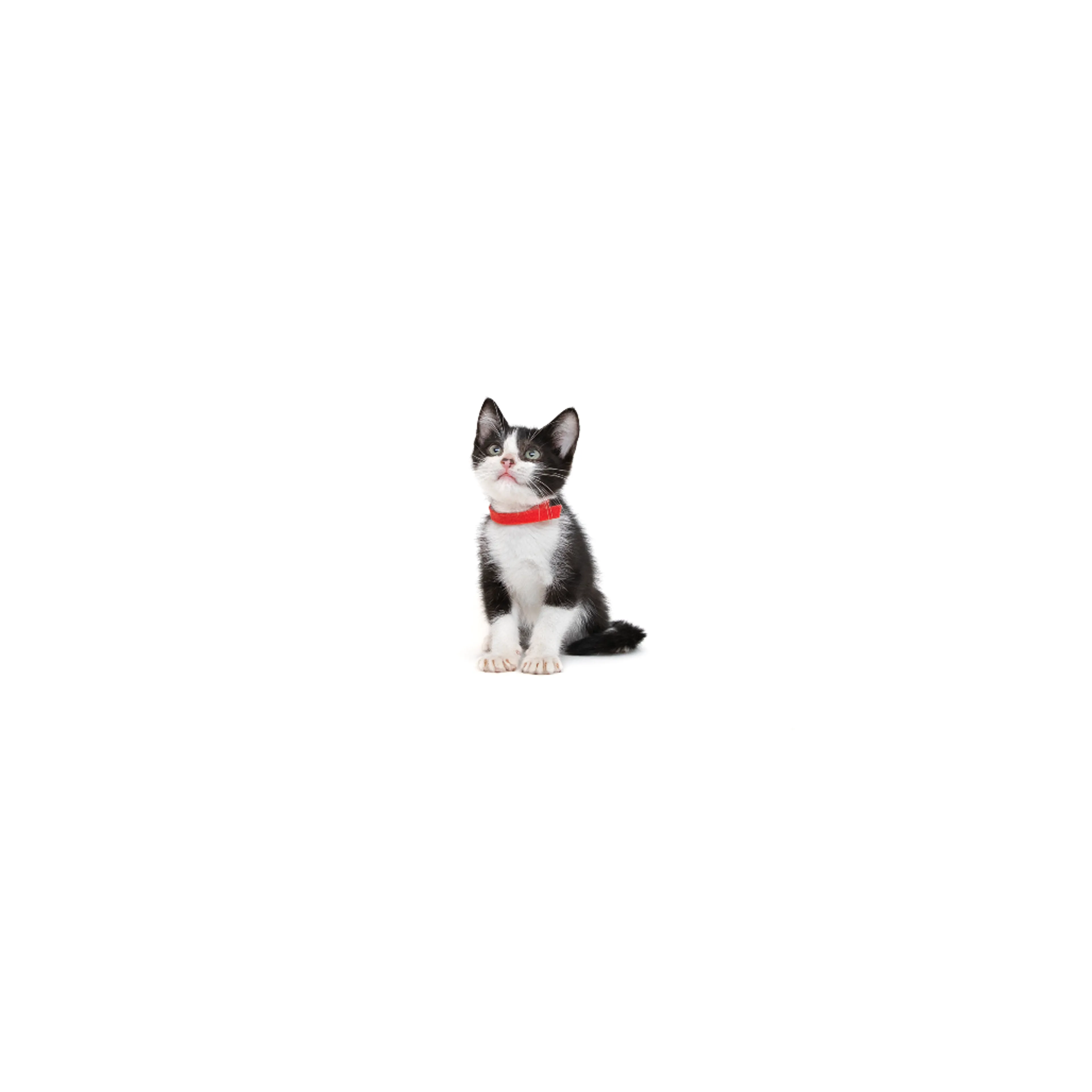 cdn image