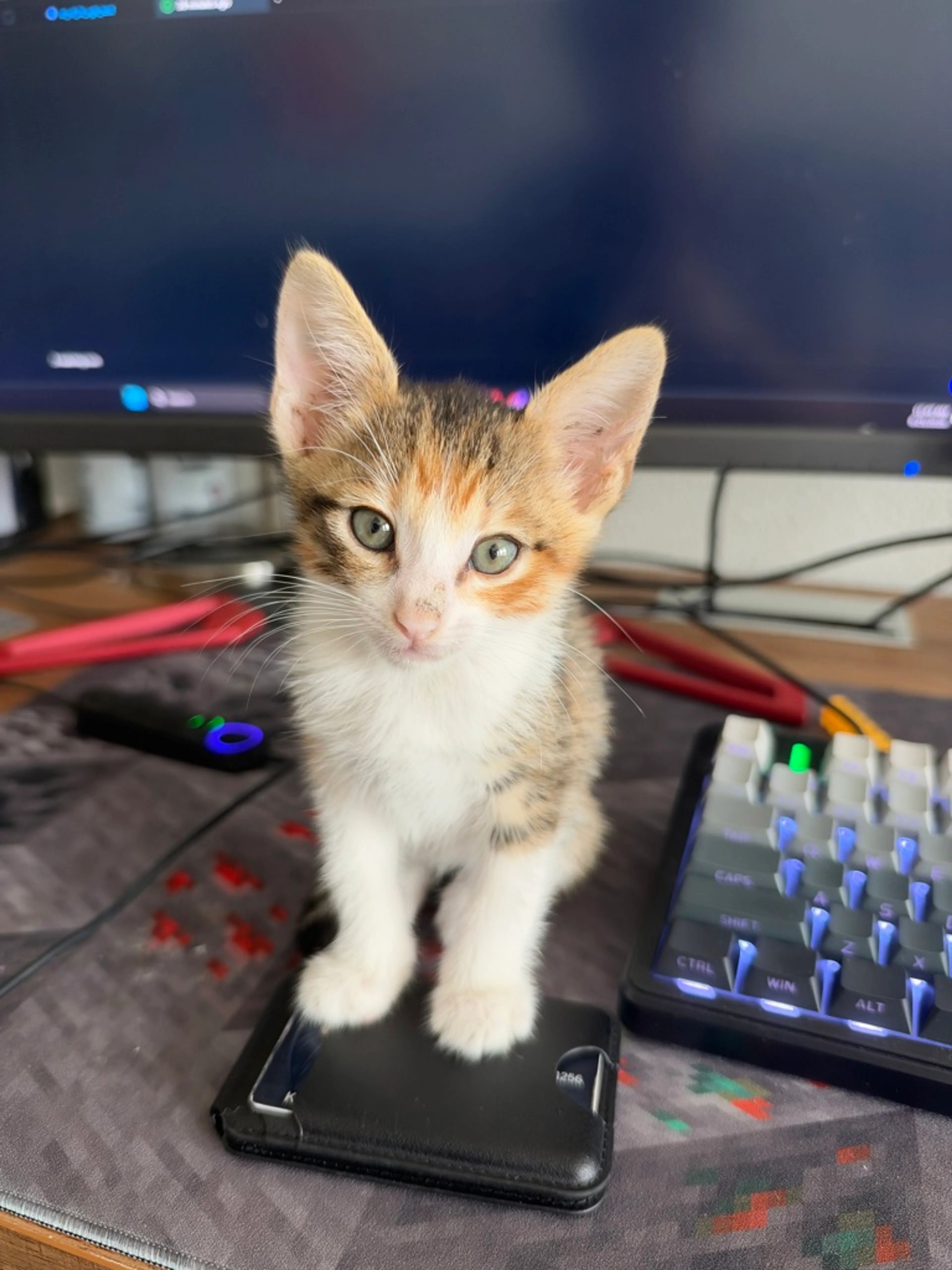 cdn image