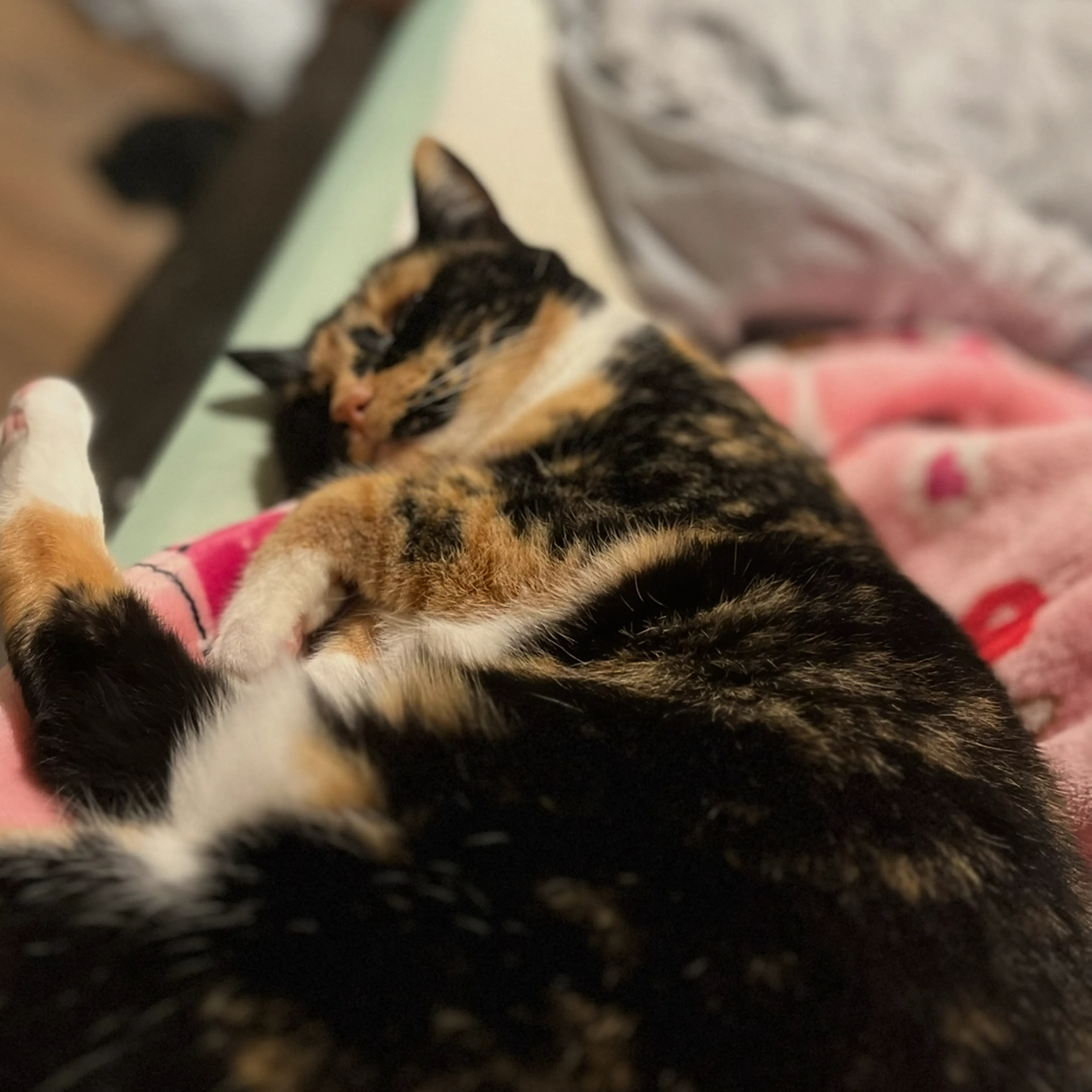 cdn image