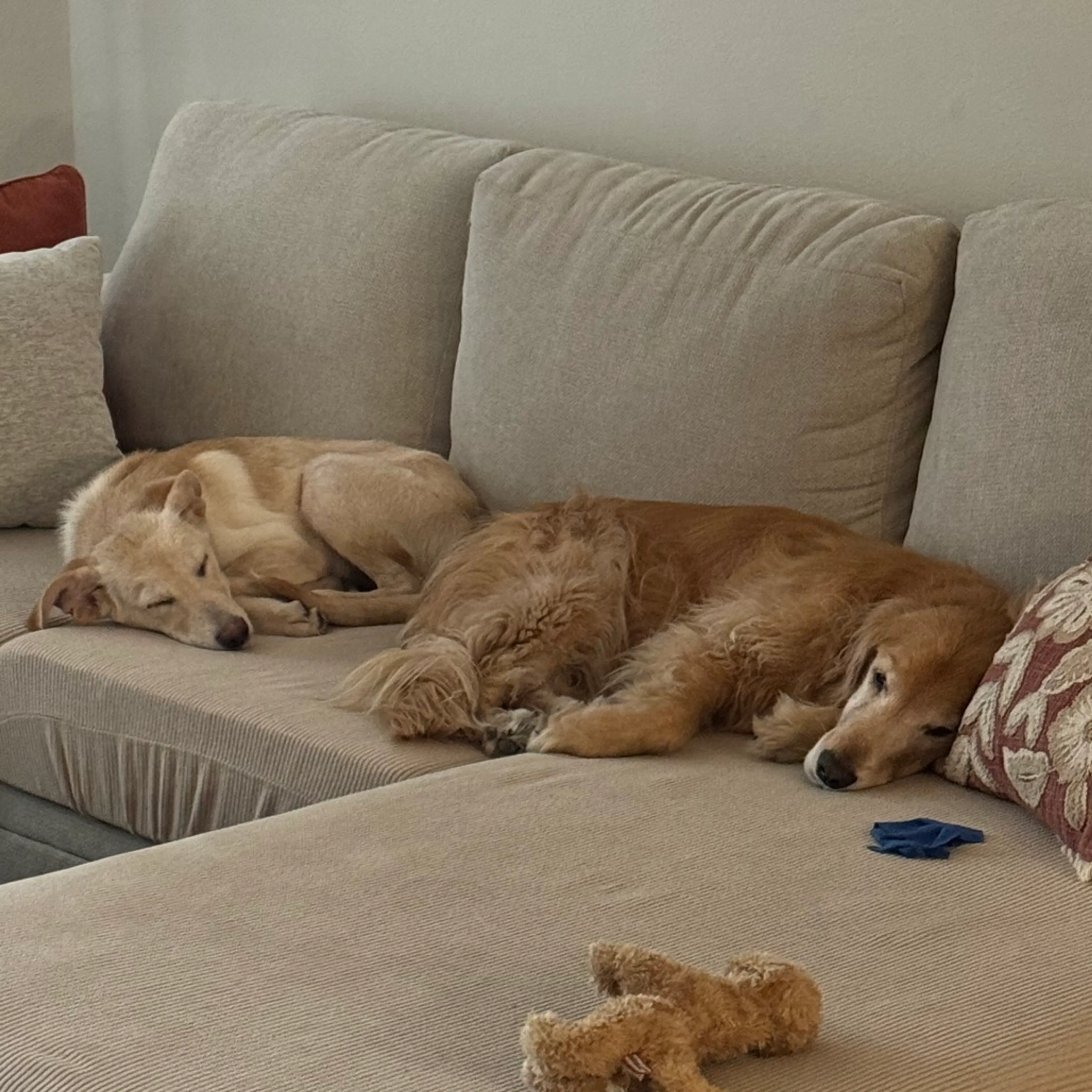 cdn image
