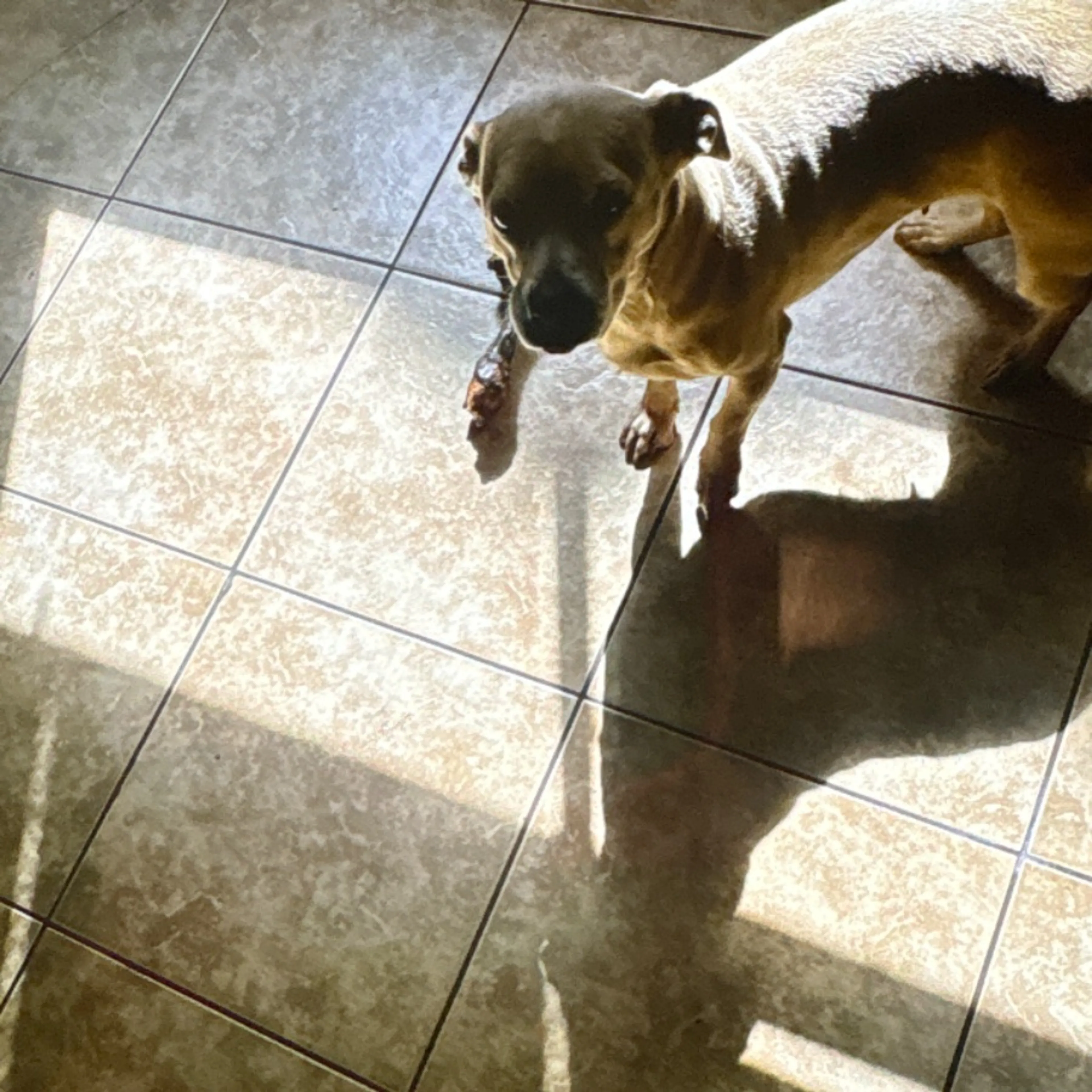 cdn image