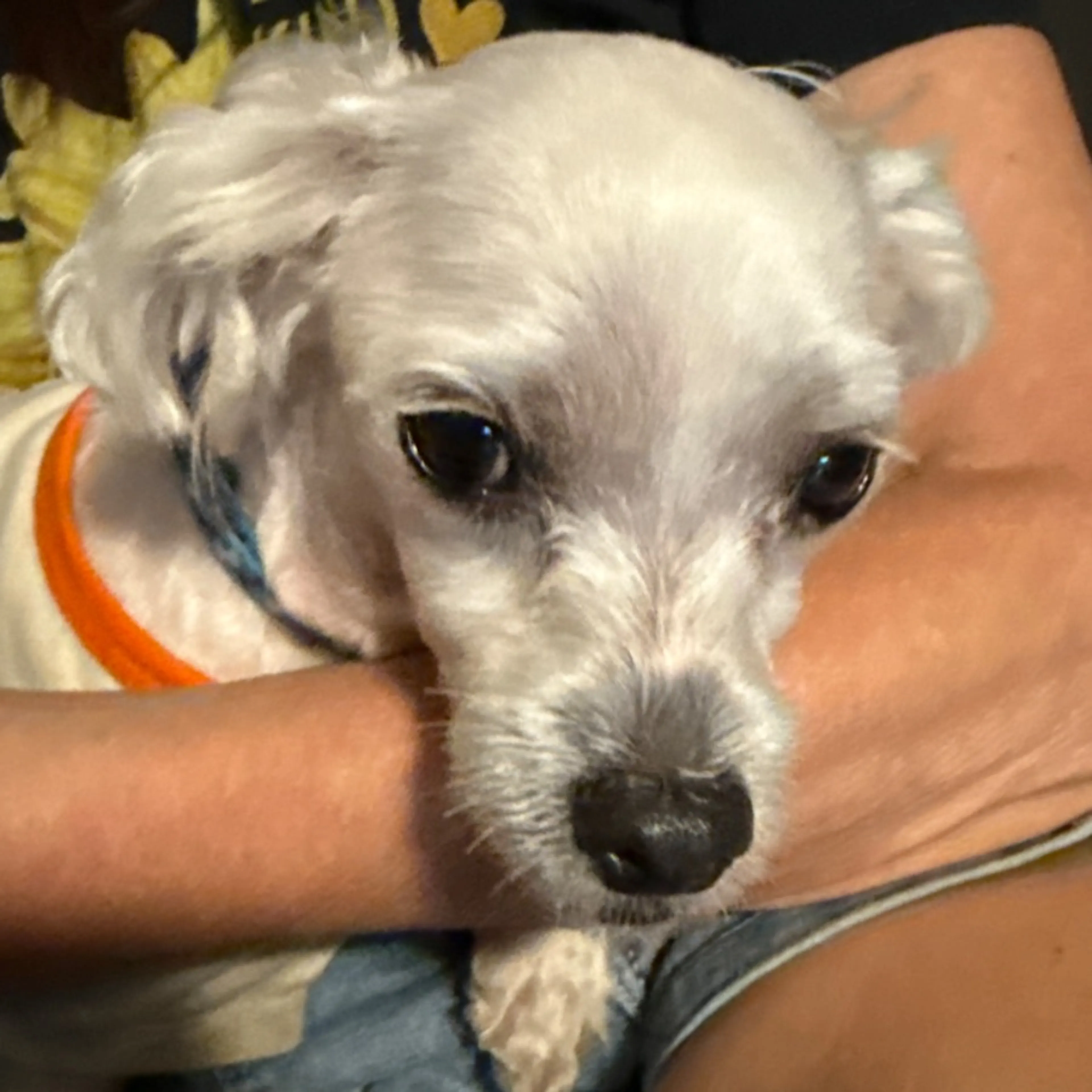 cdn image