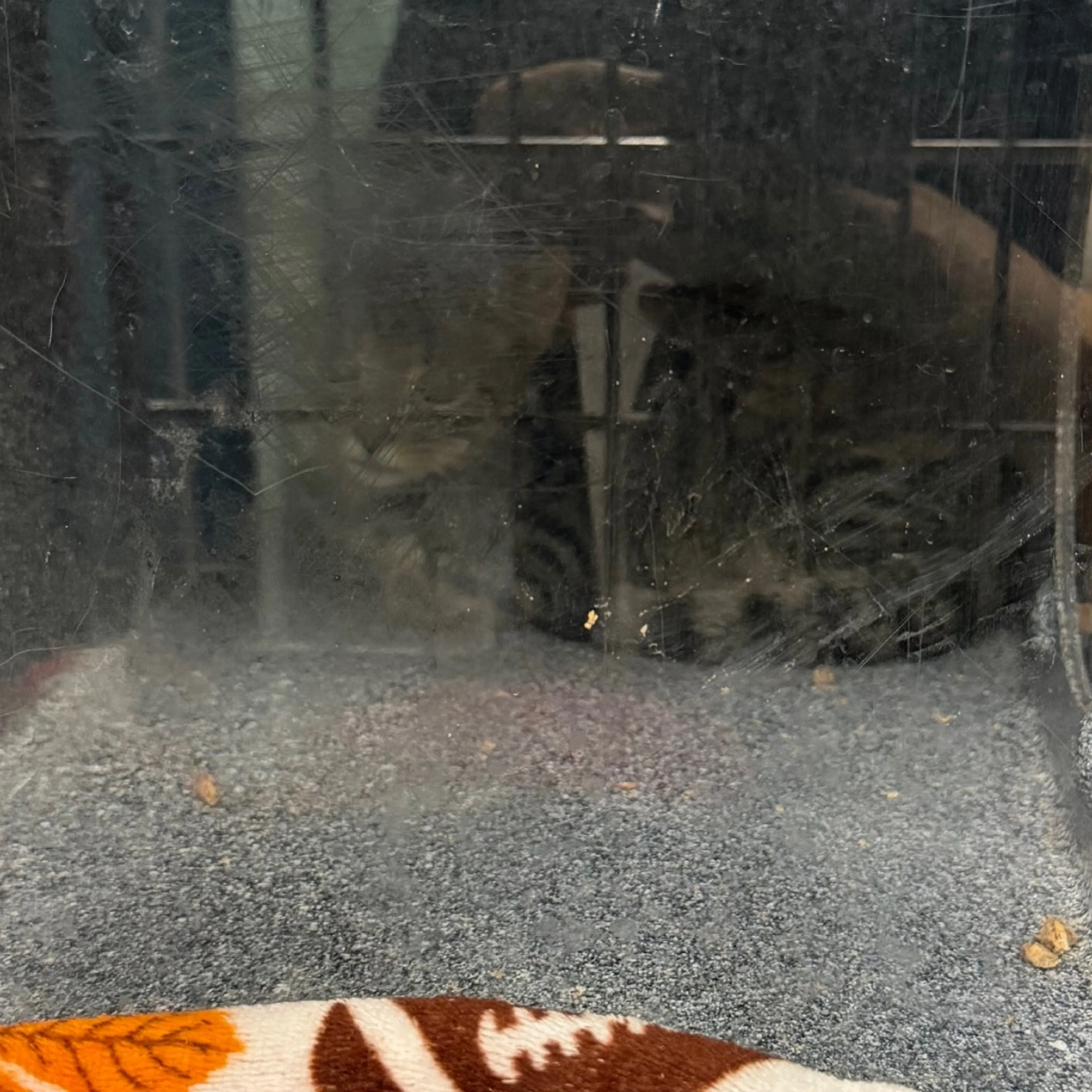 cdn image