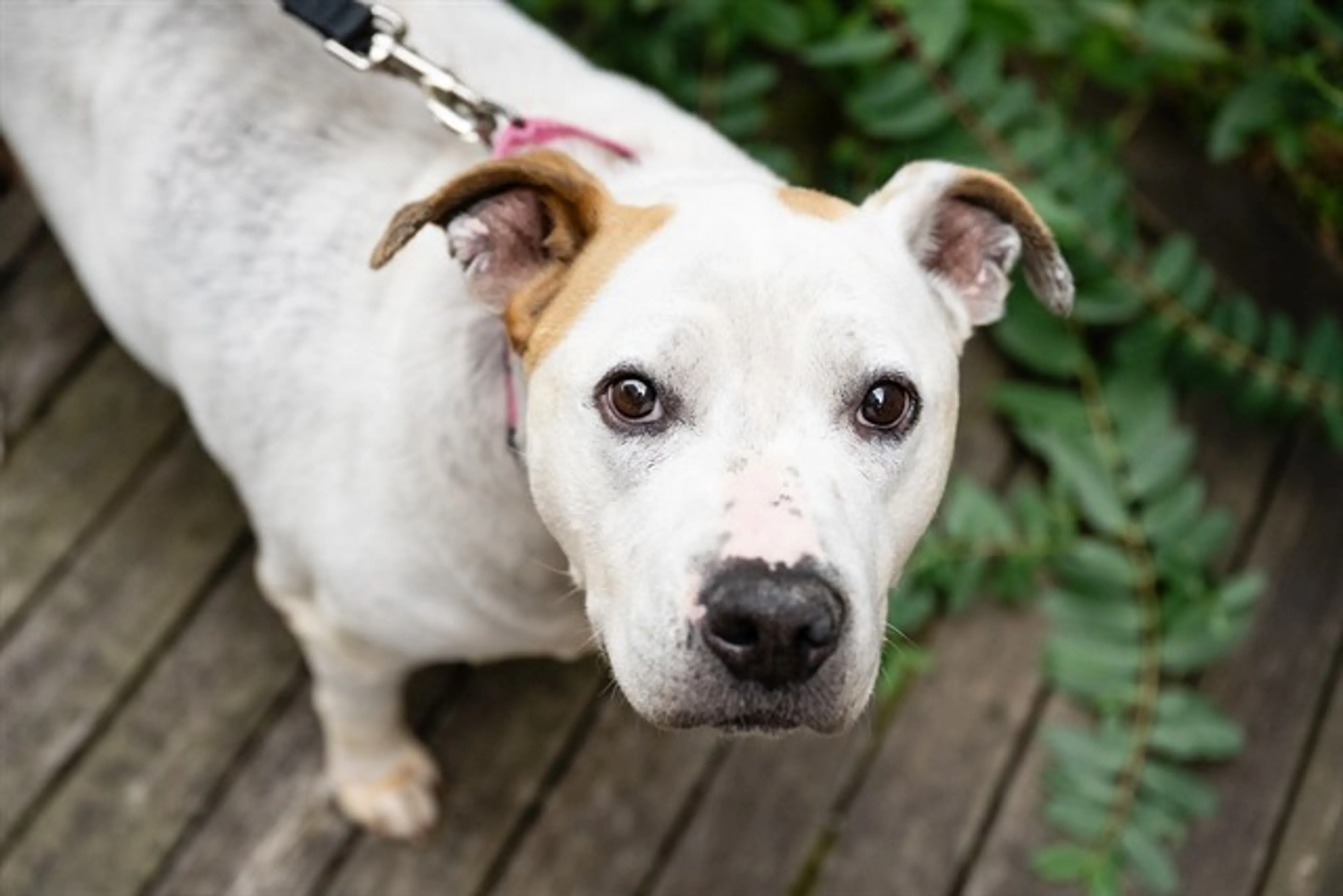 cdn image