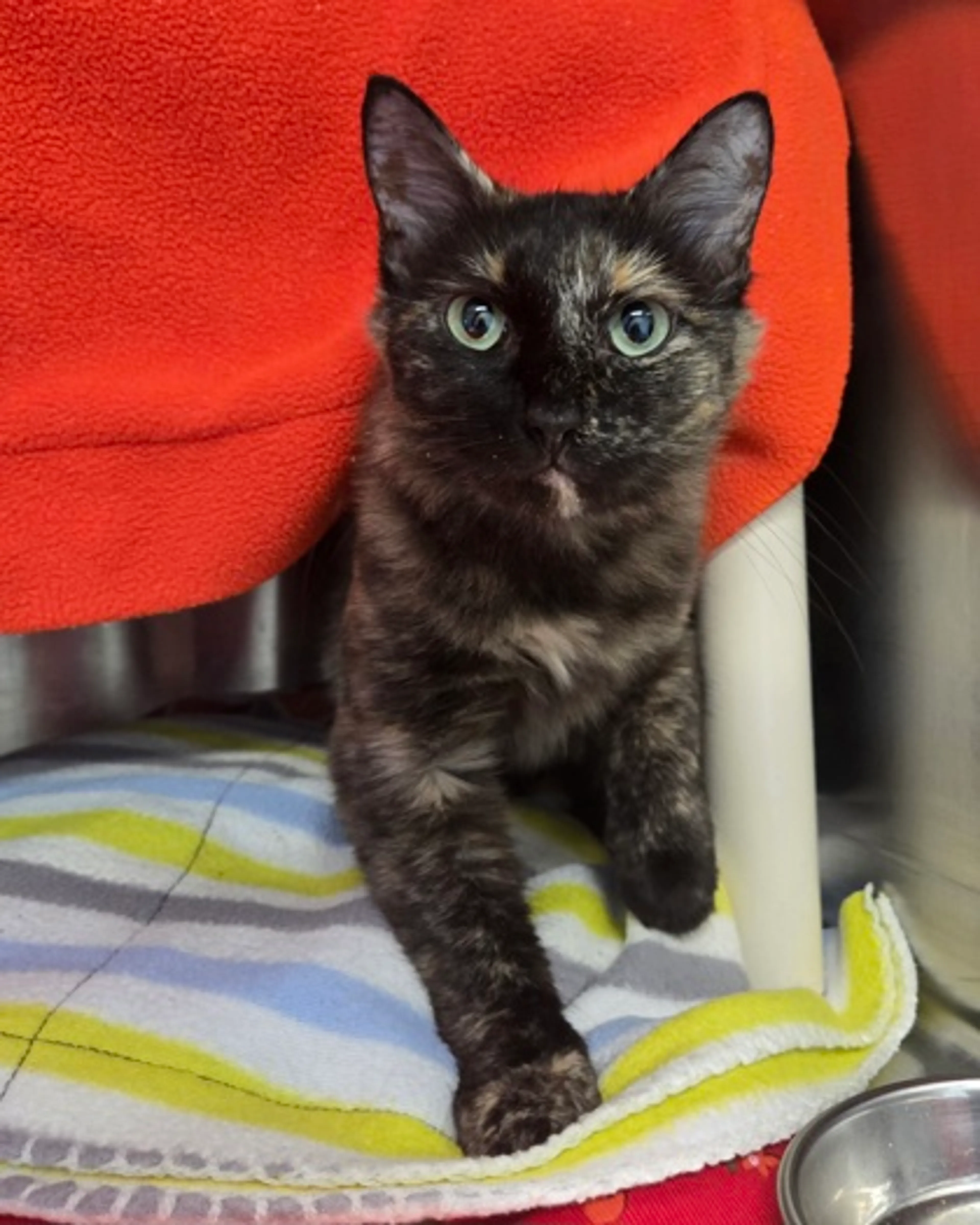 cdn image