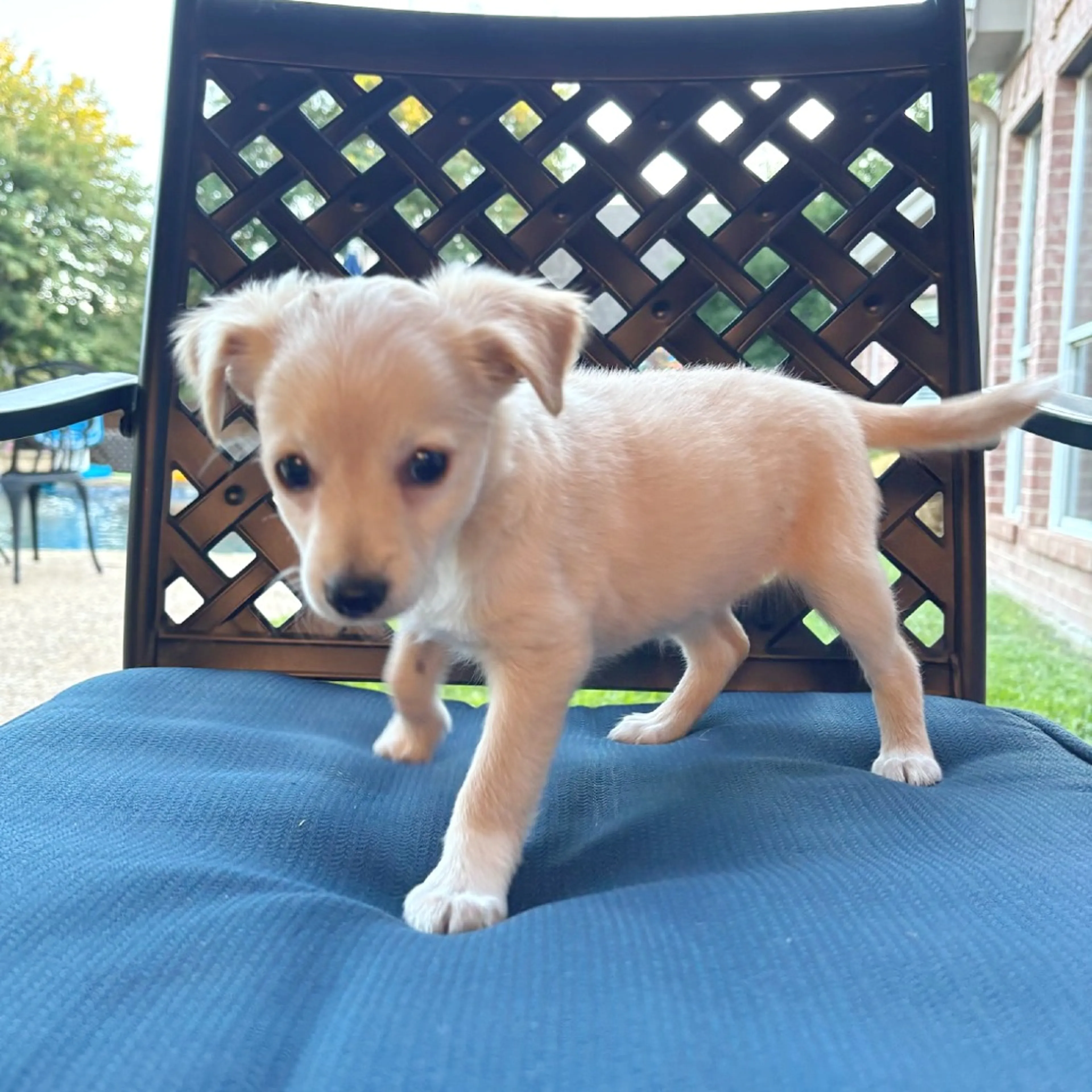 cdn image
