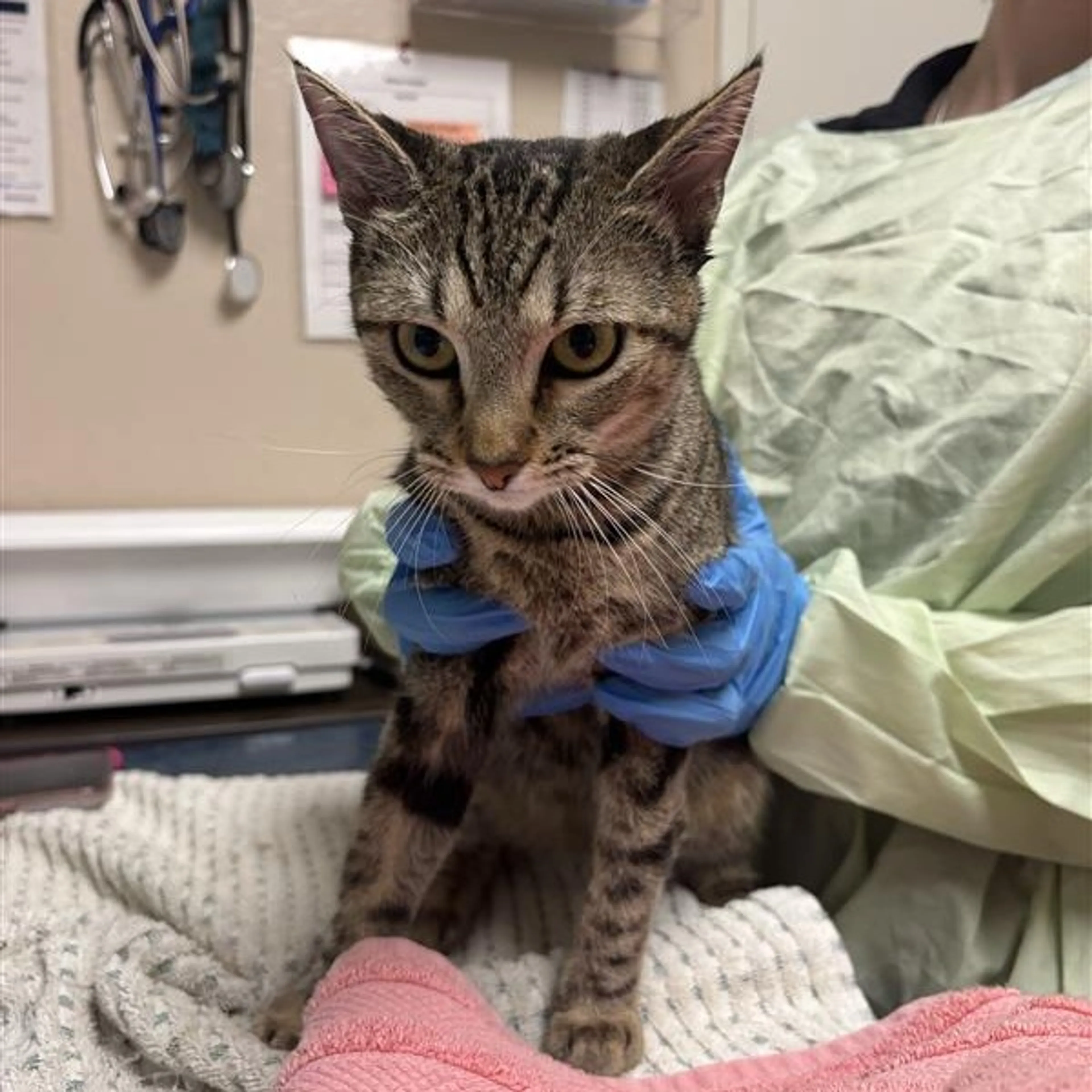 cdn image