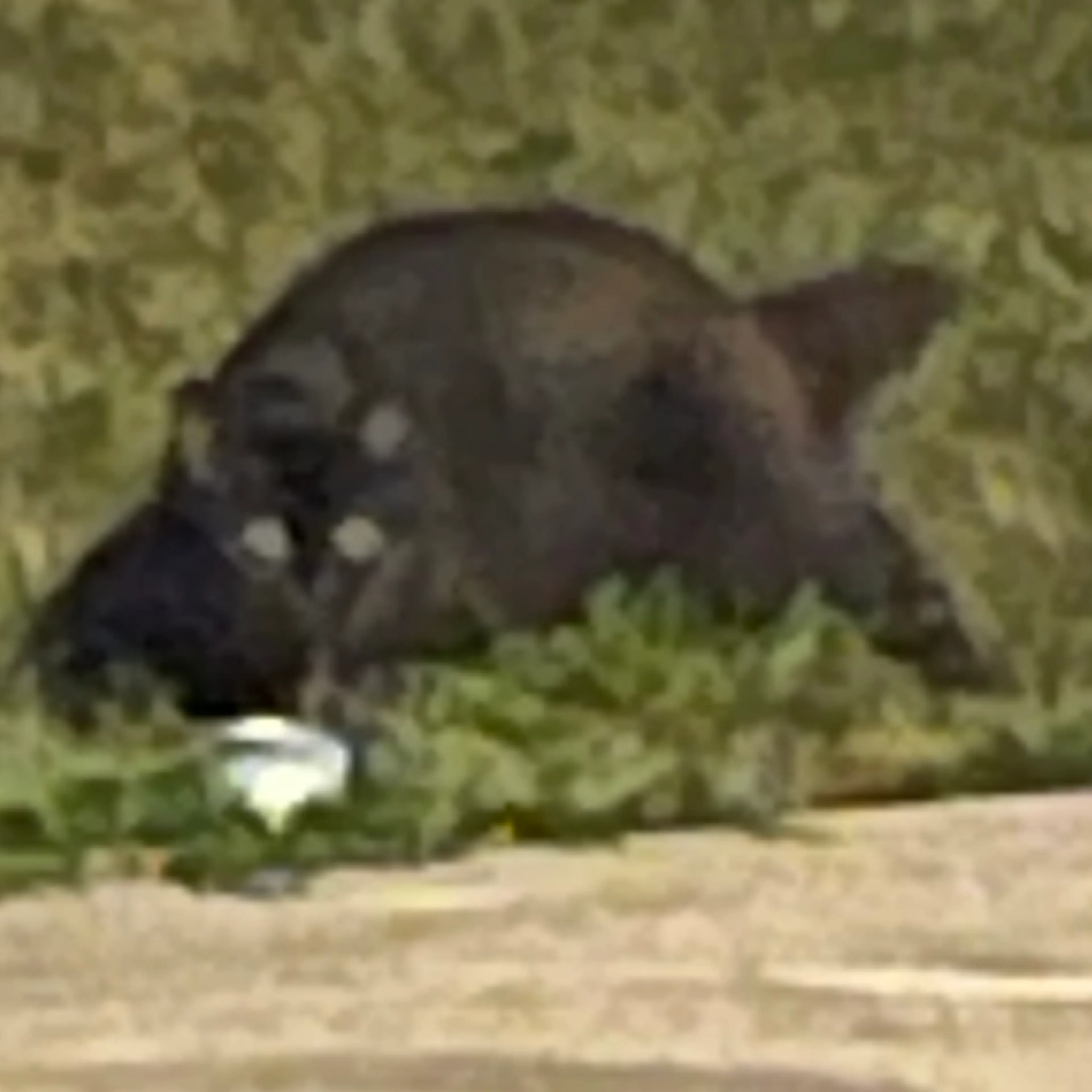 cdn image