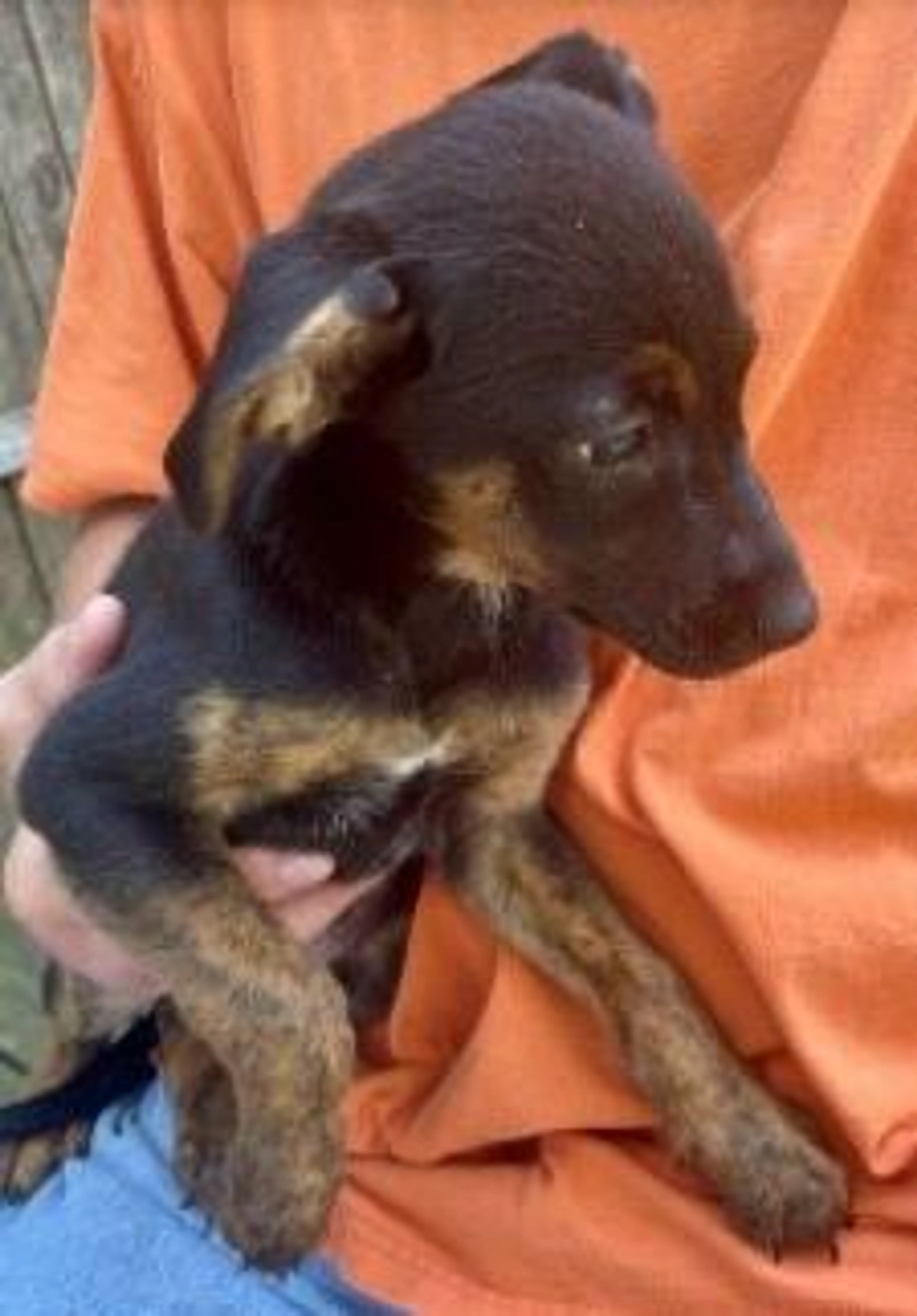 cdn image
