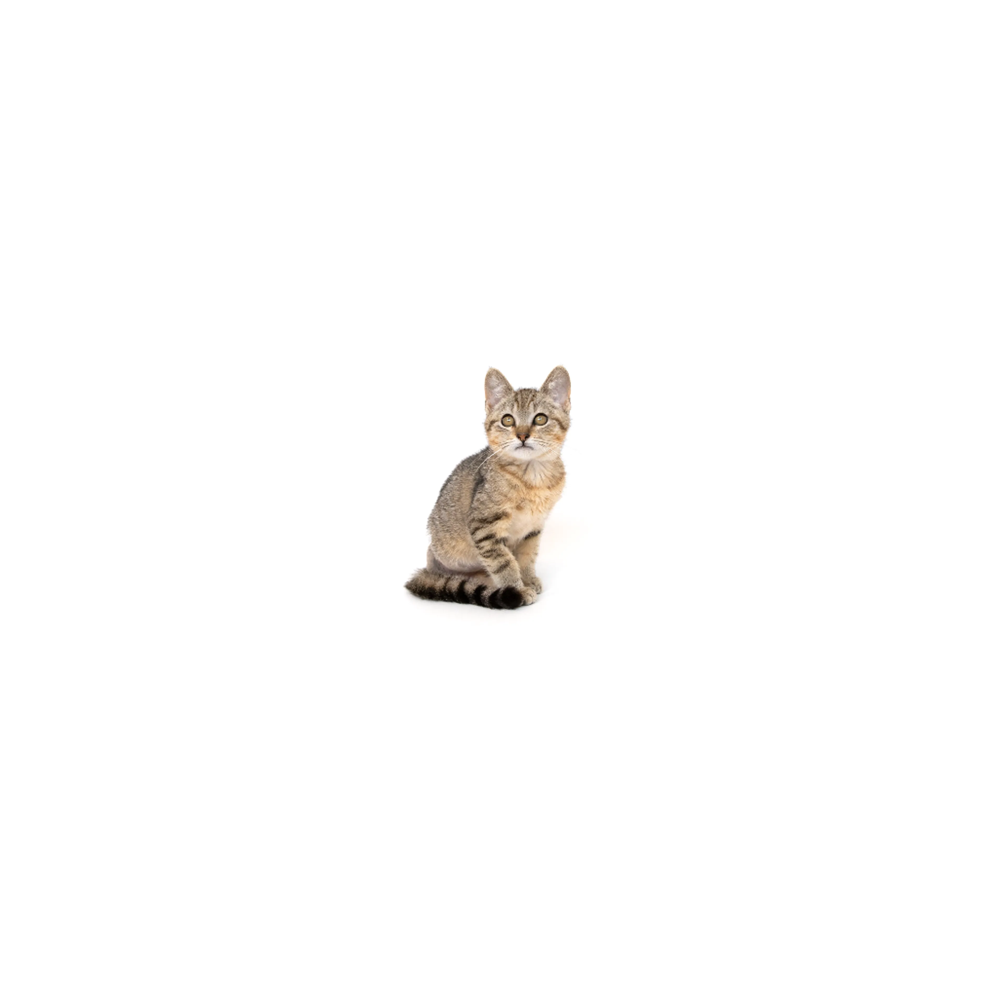cdn image