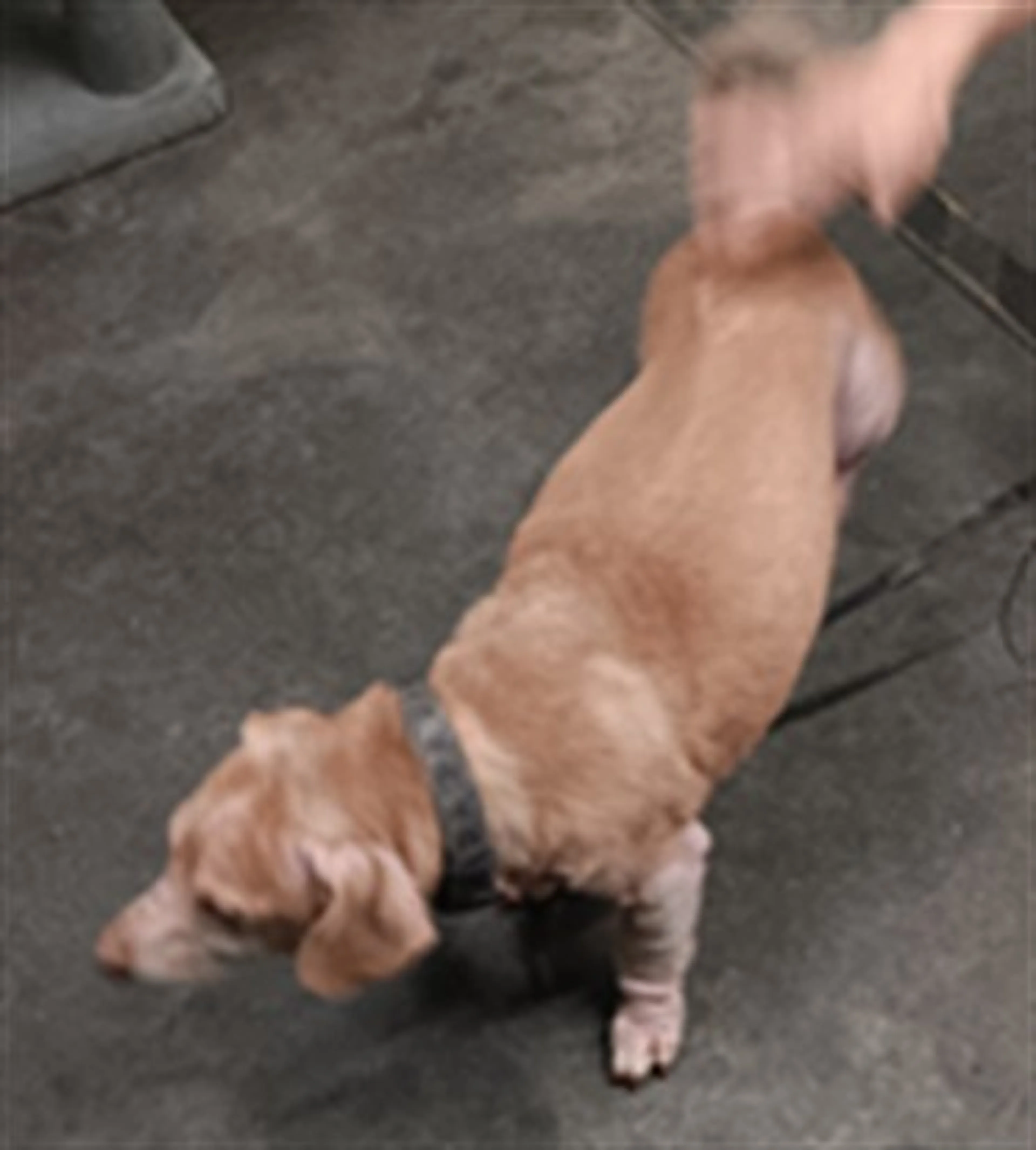 cdn image