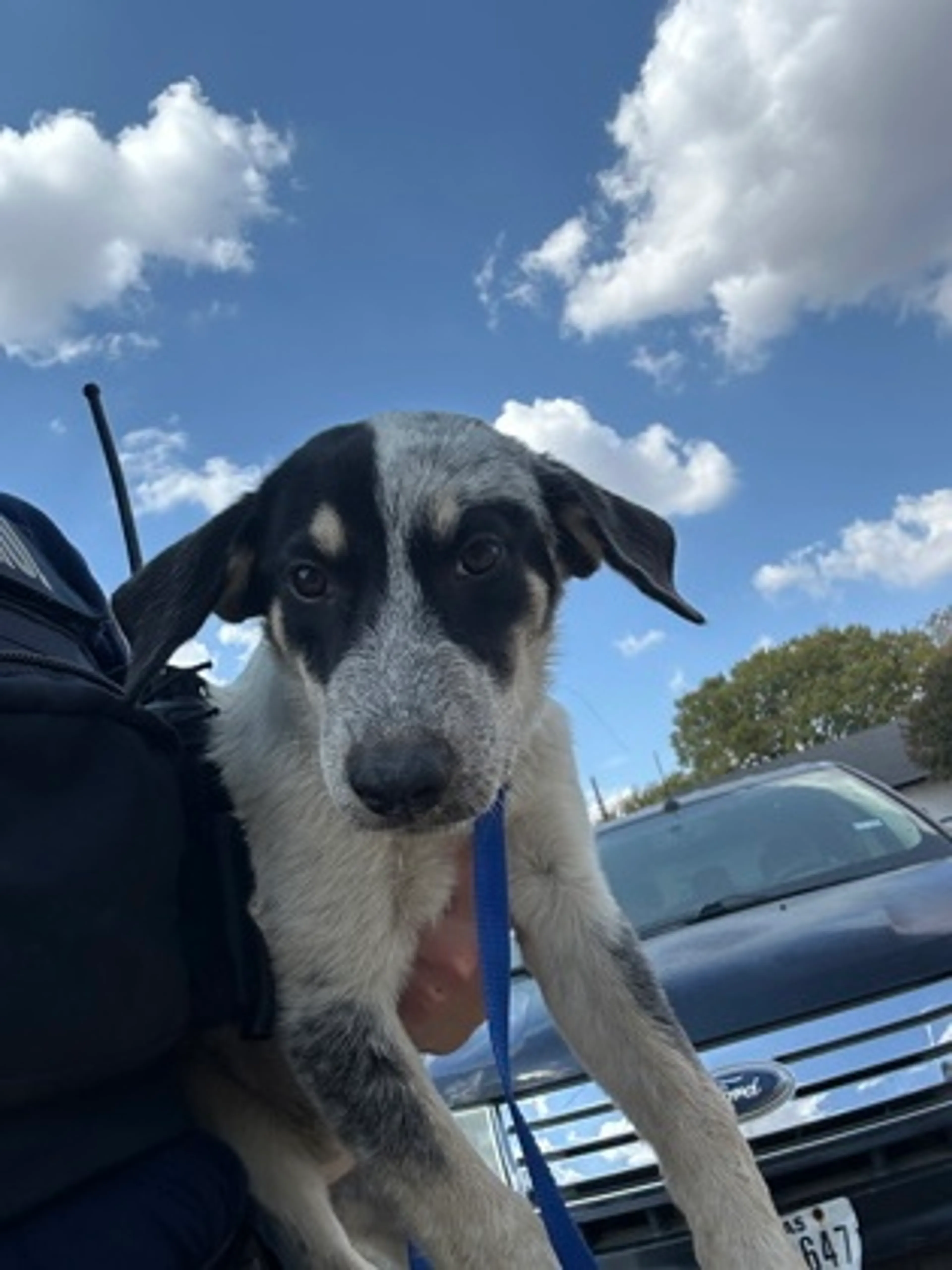 cdn image