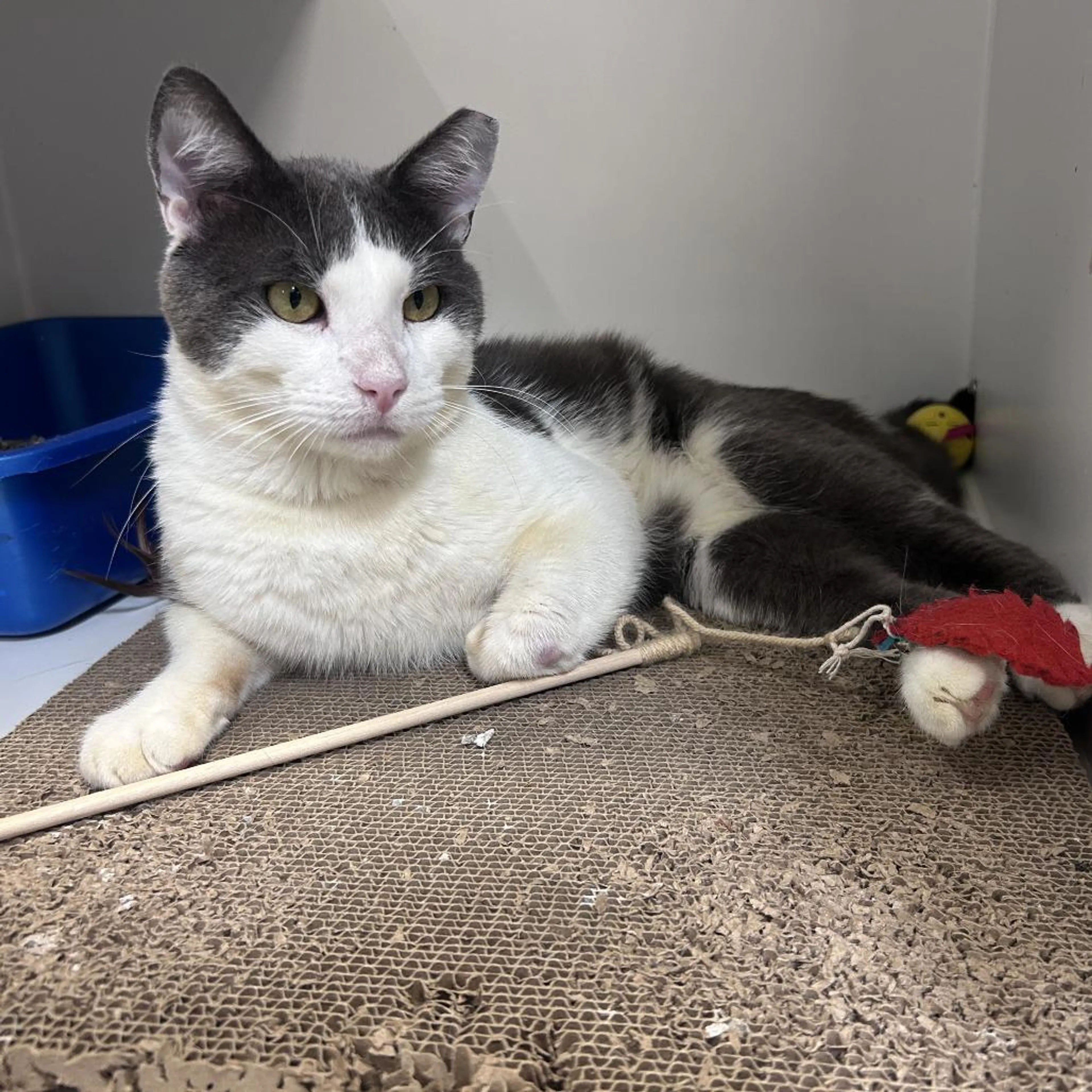 cdn image