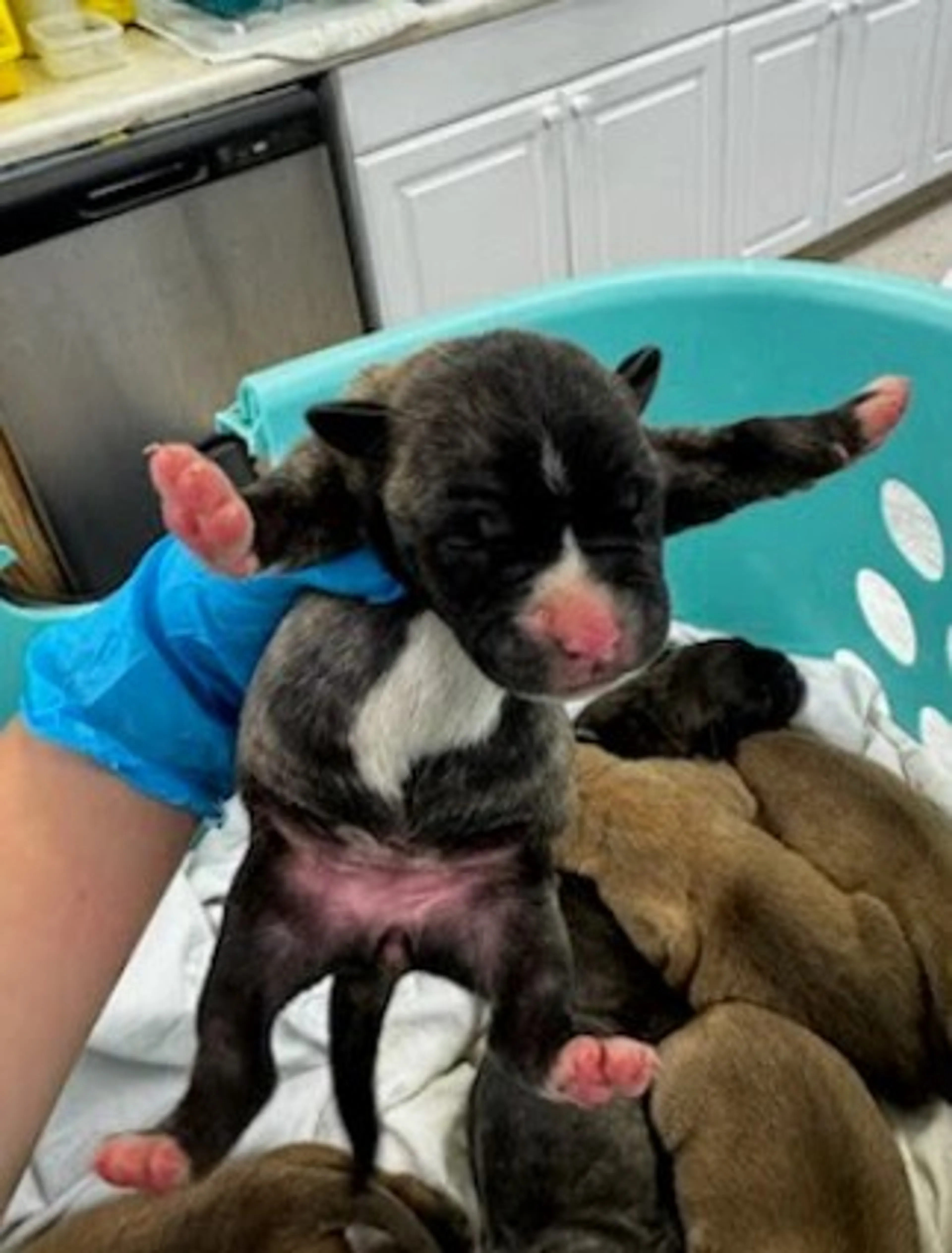 cdn image