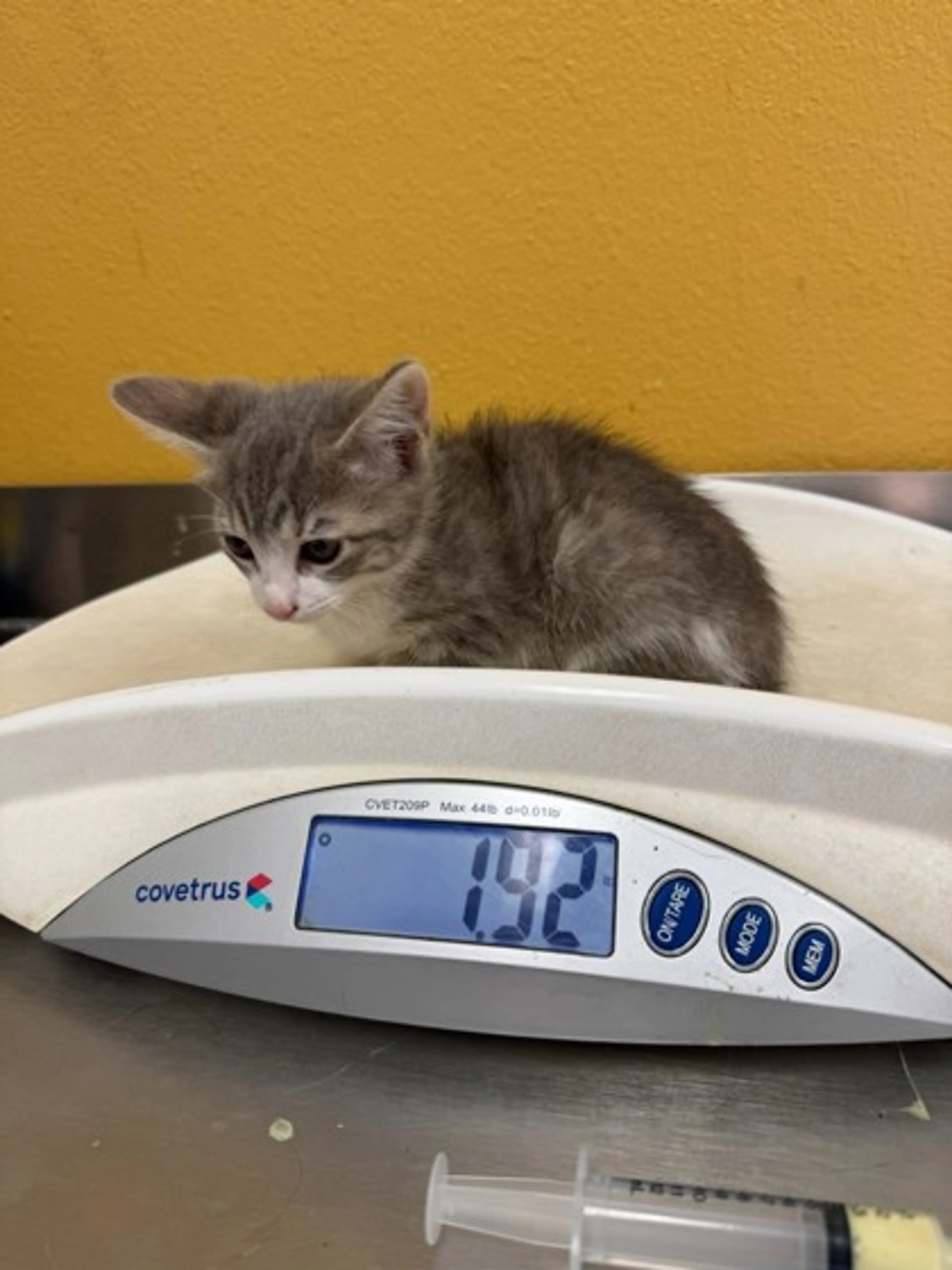 cdn image