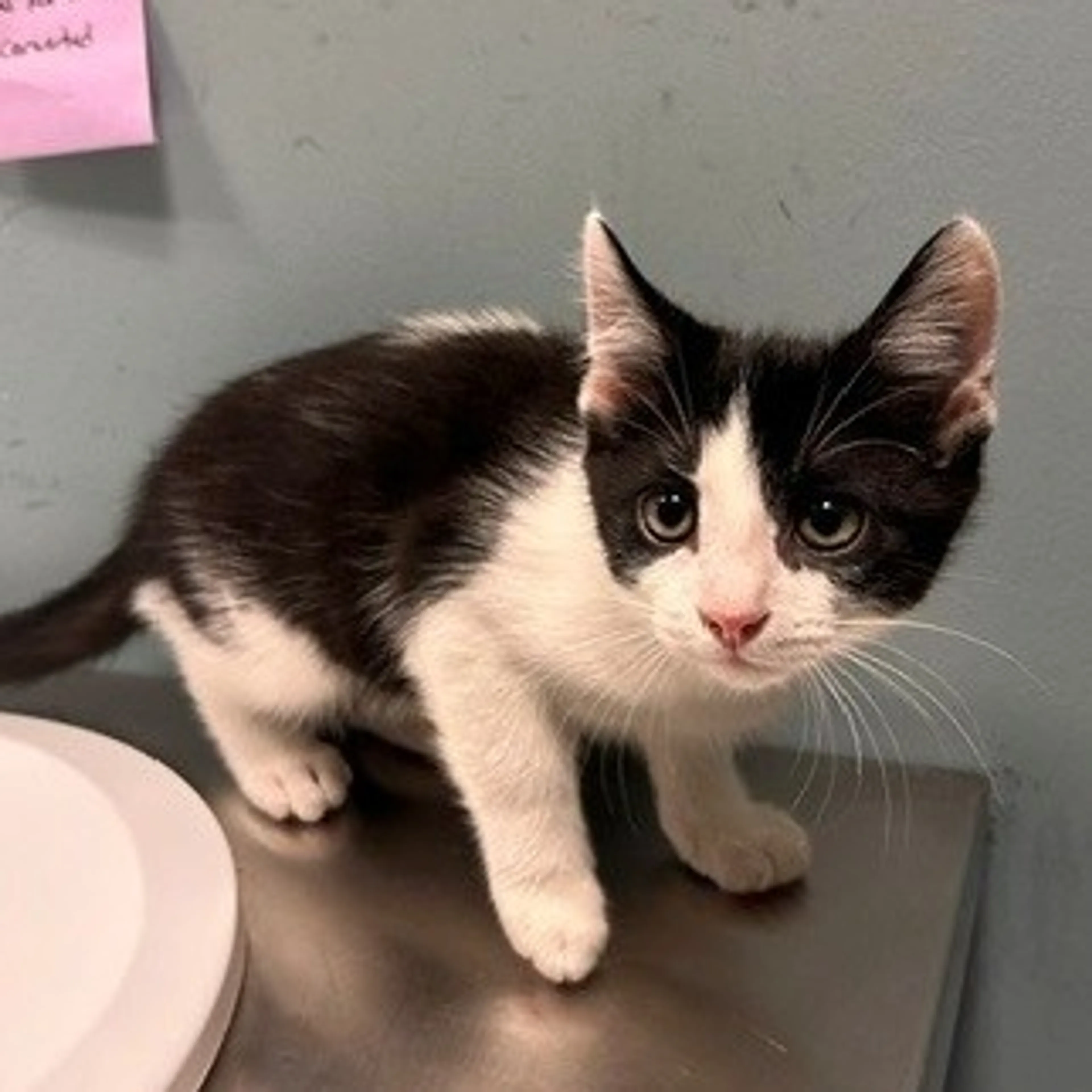cdn image