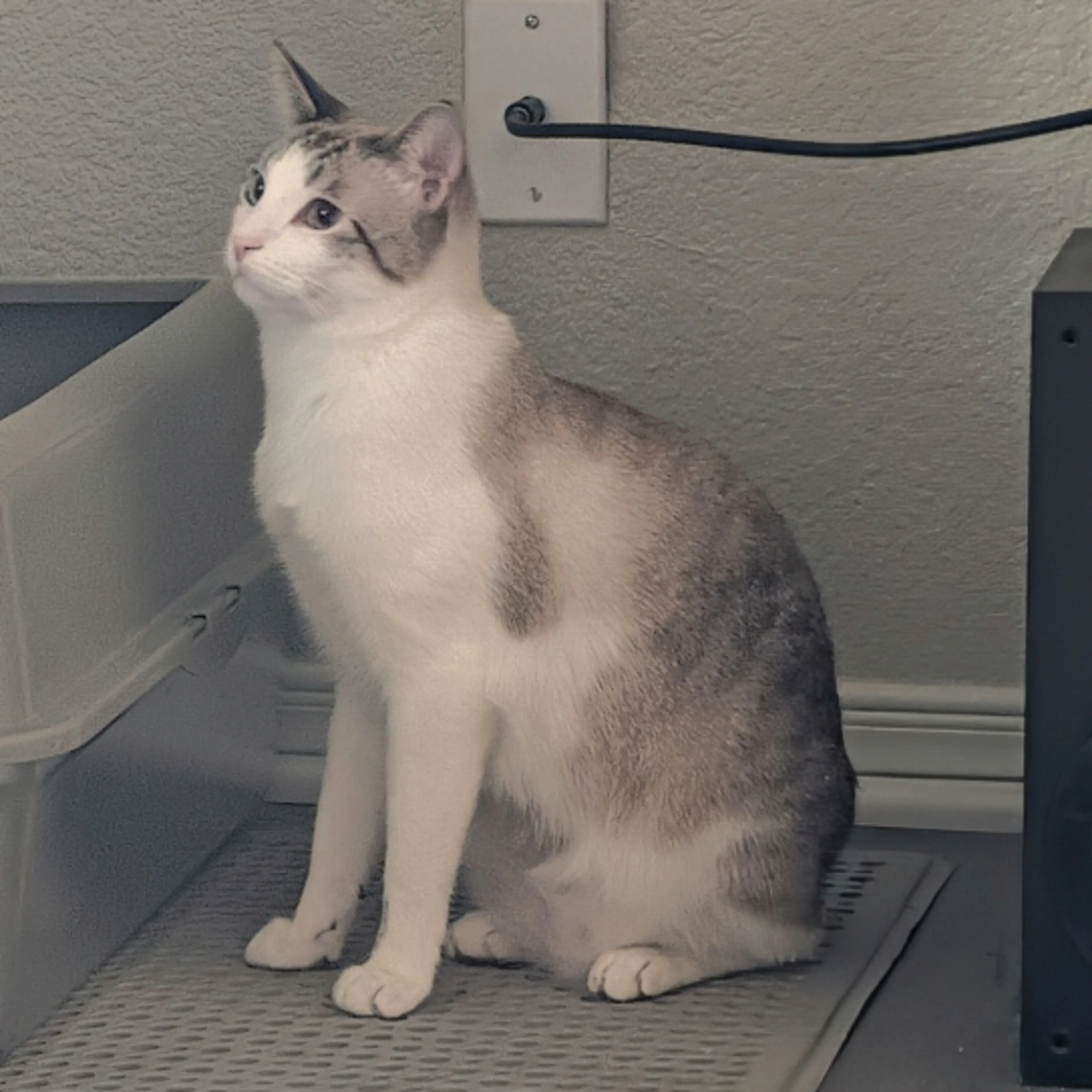 cdn image
