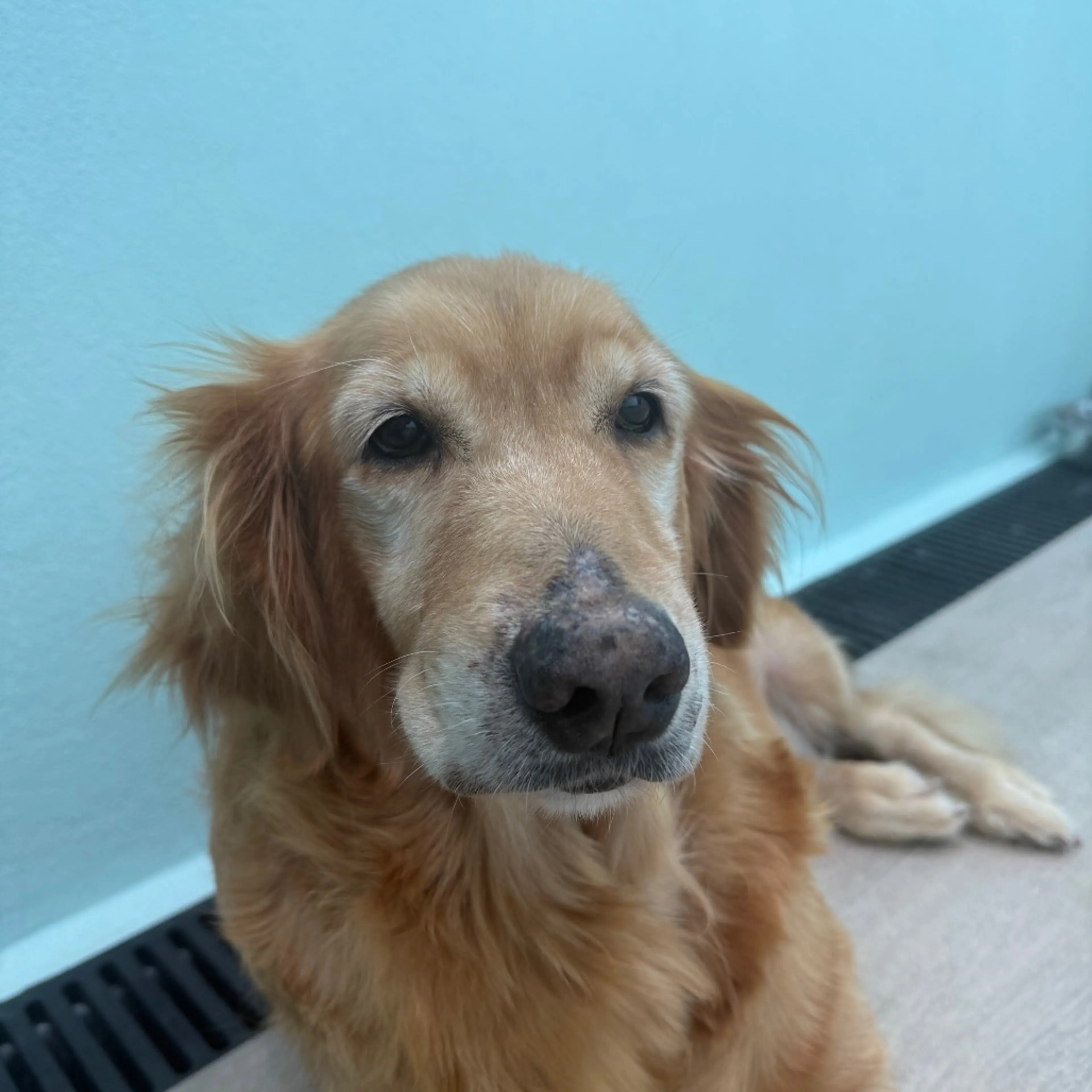 cdn image