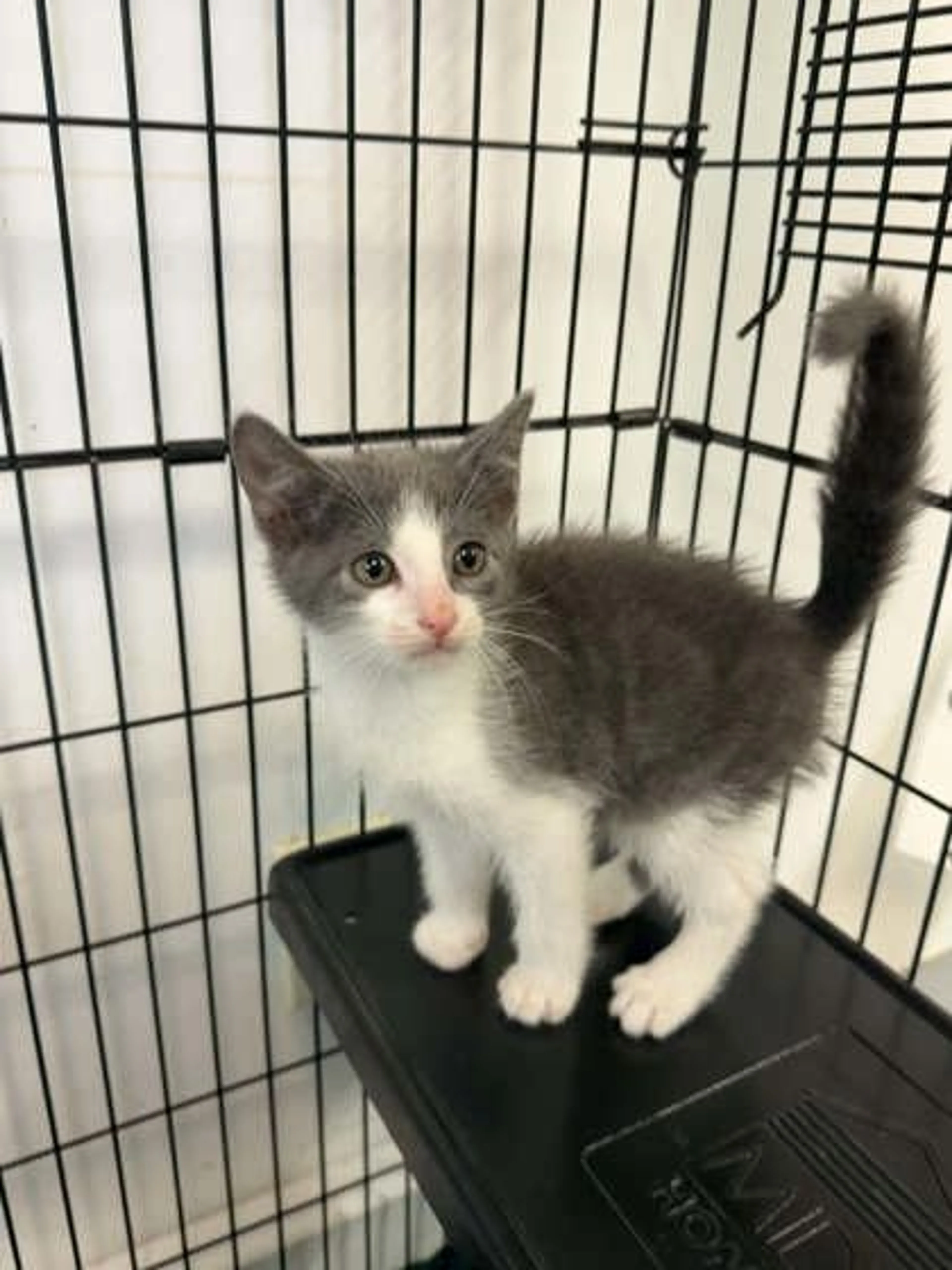 cdn image
