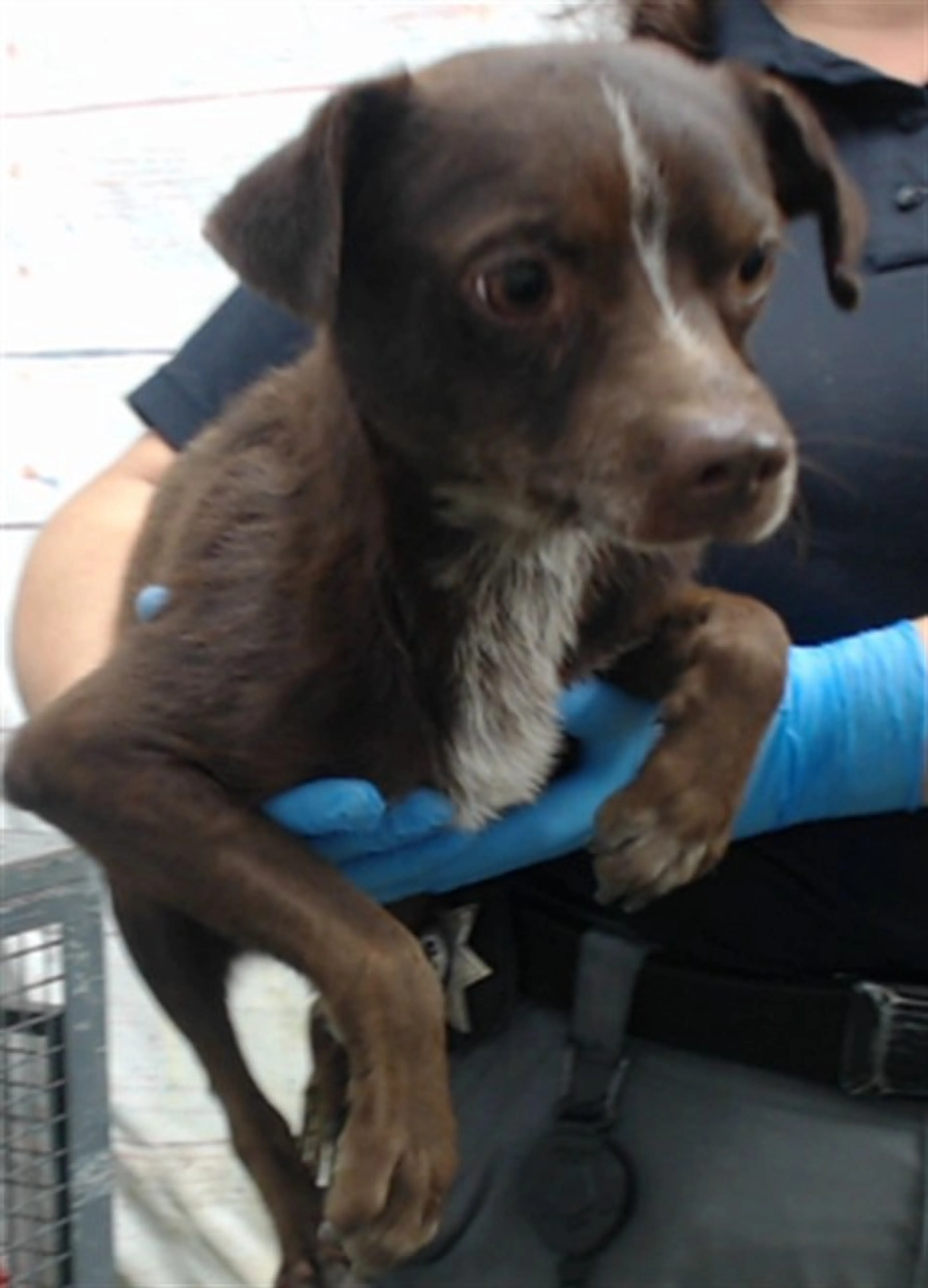 cdn image