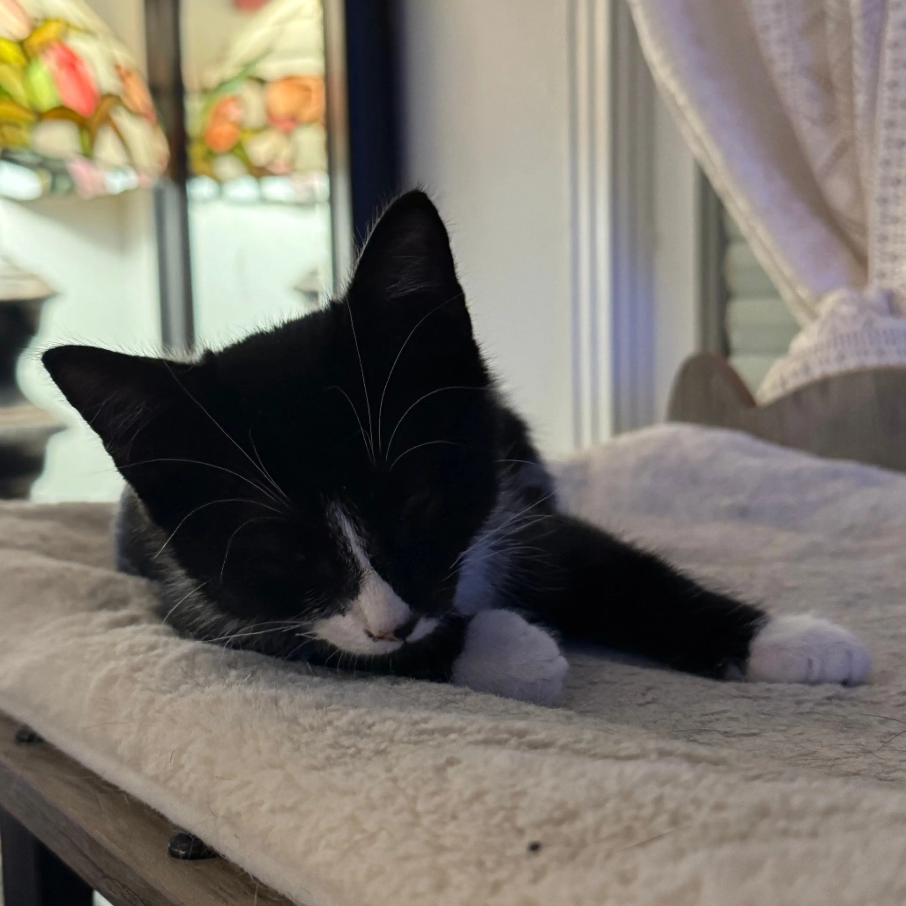 cdn image