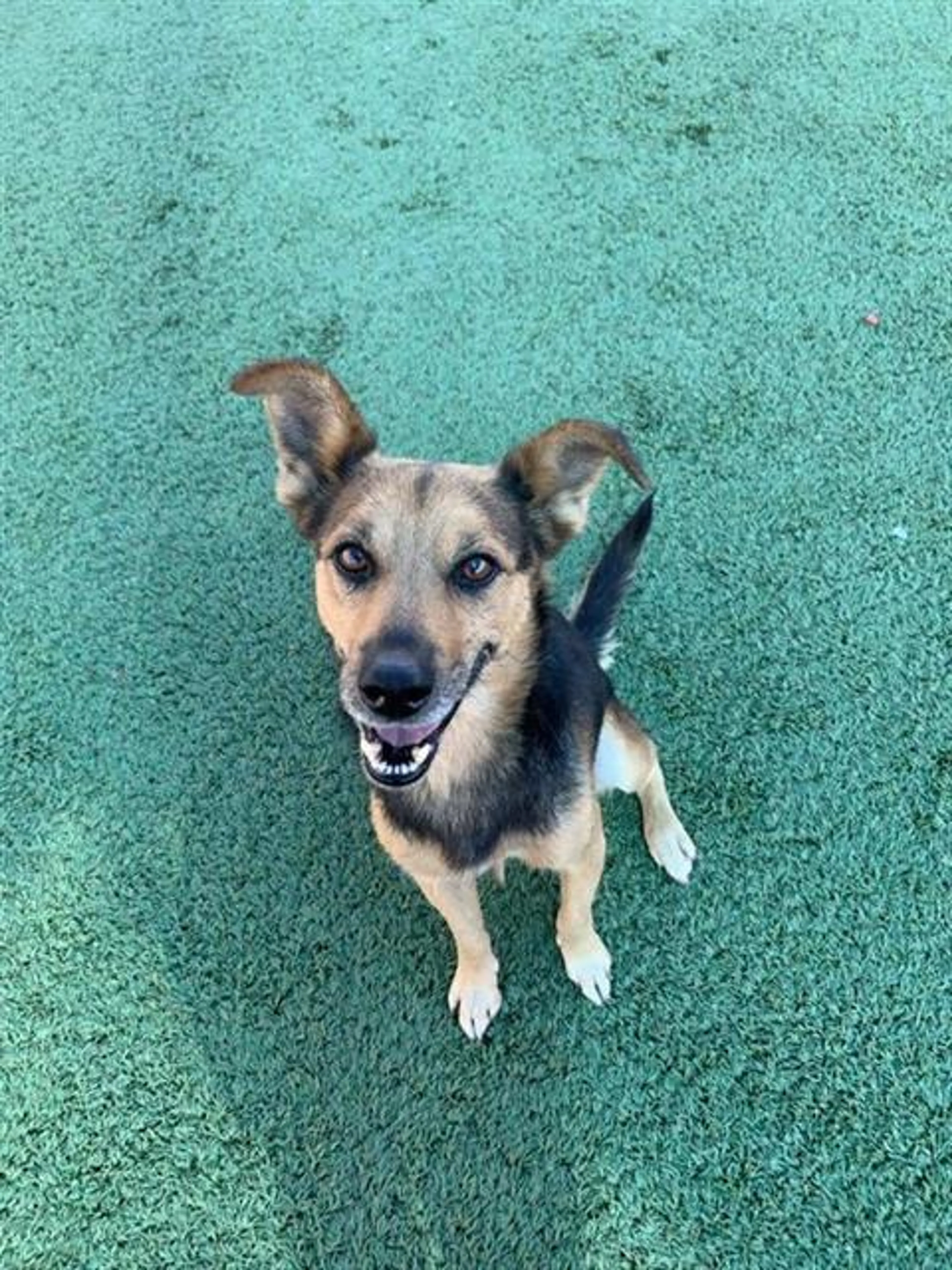 cdn image