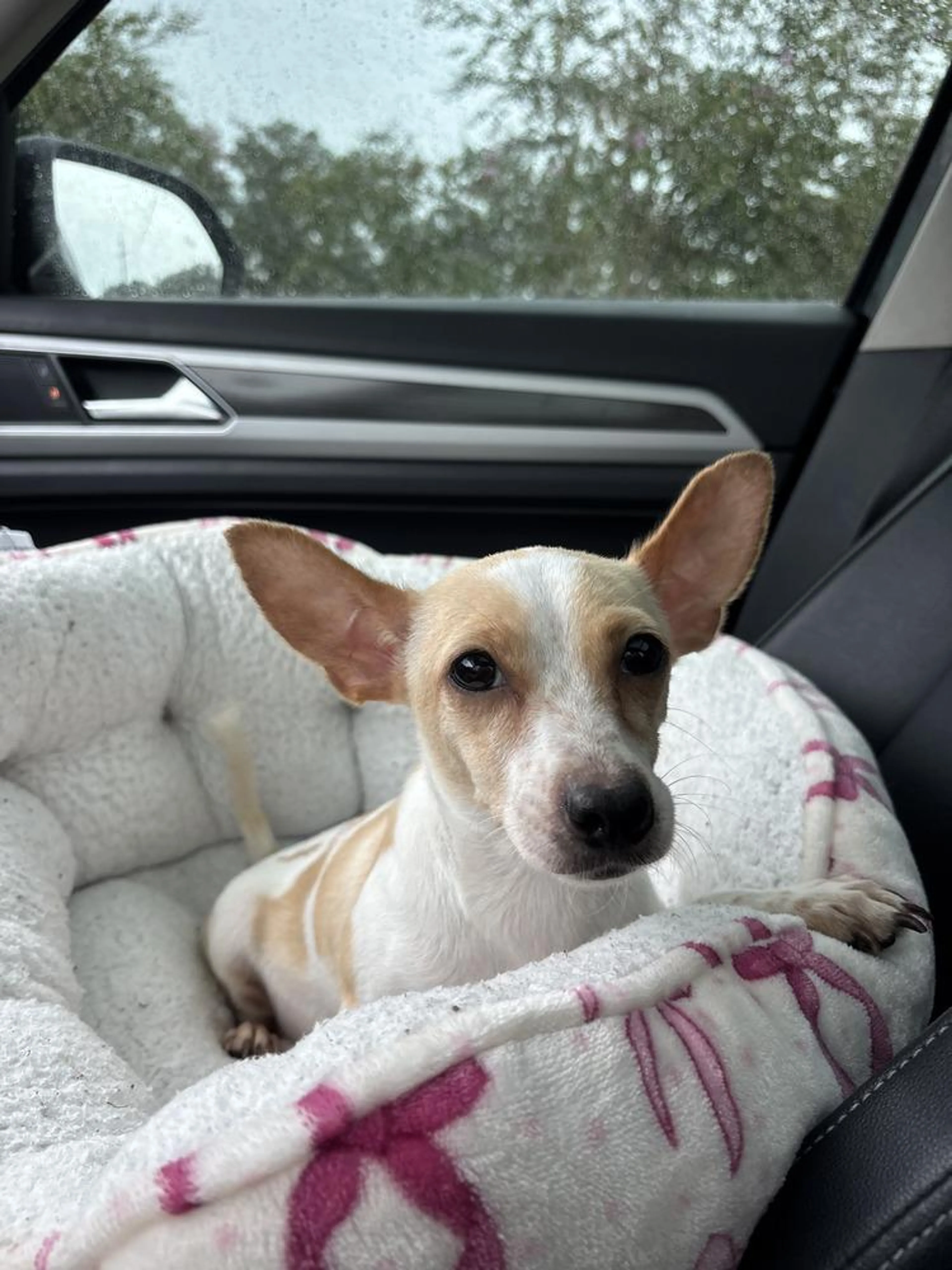 cdn image
