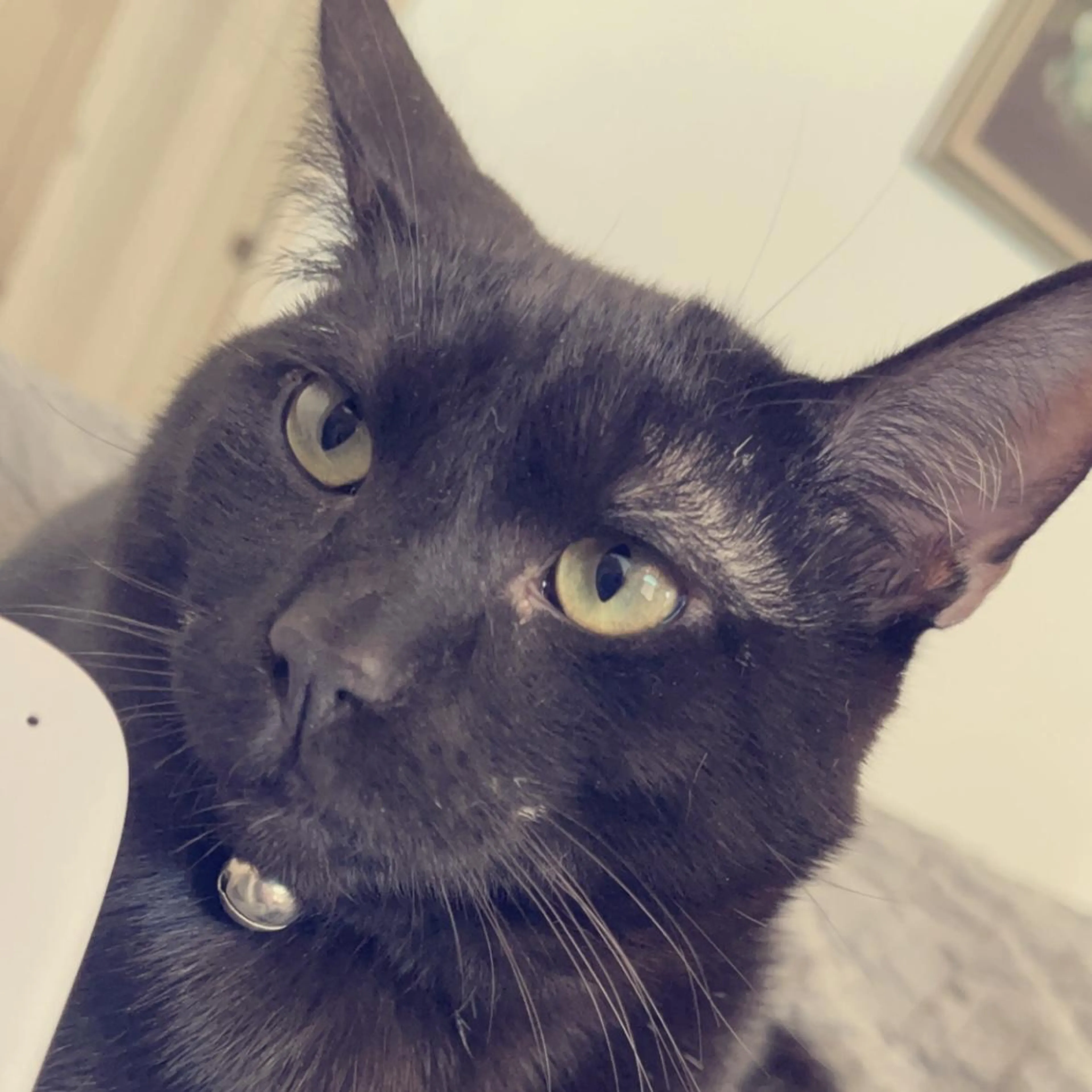 cdn image