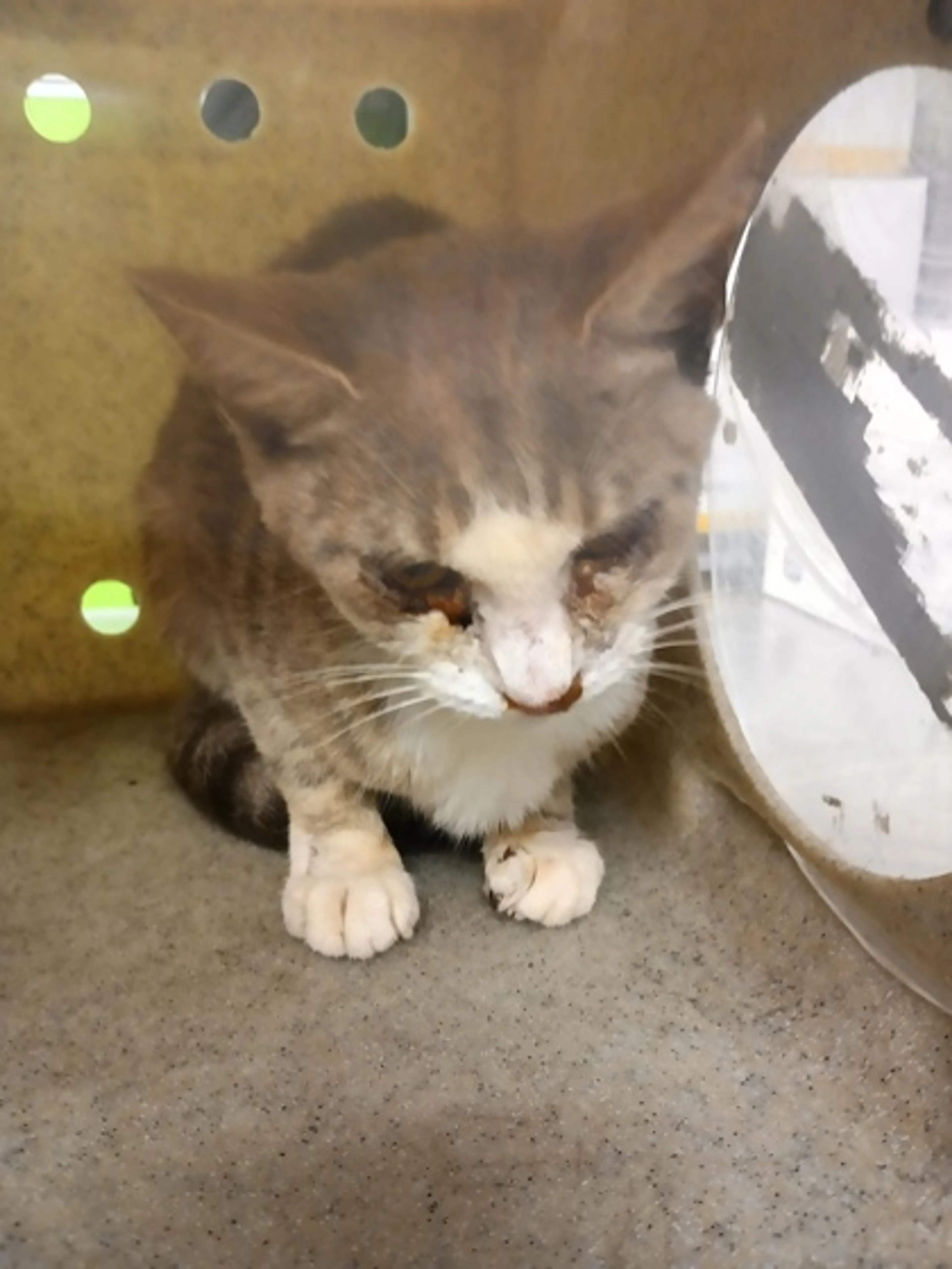 cdn image