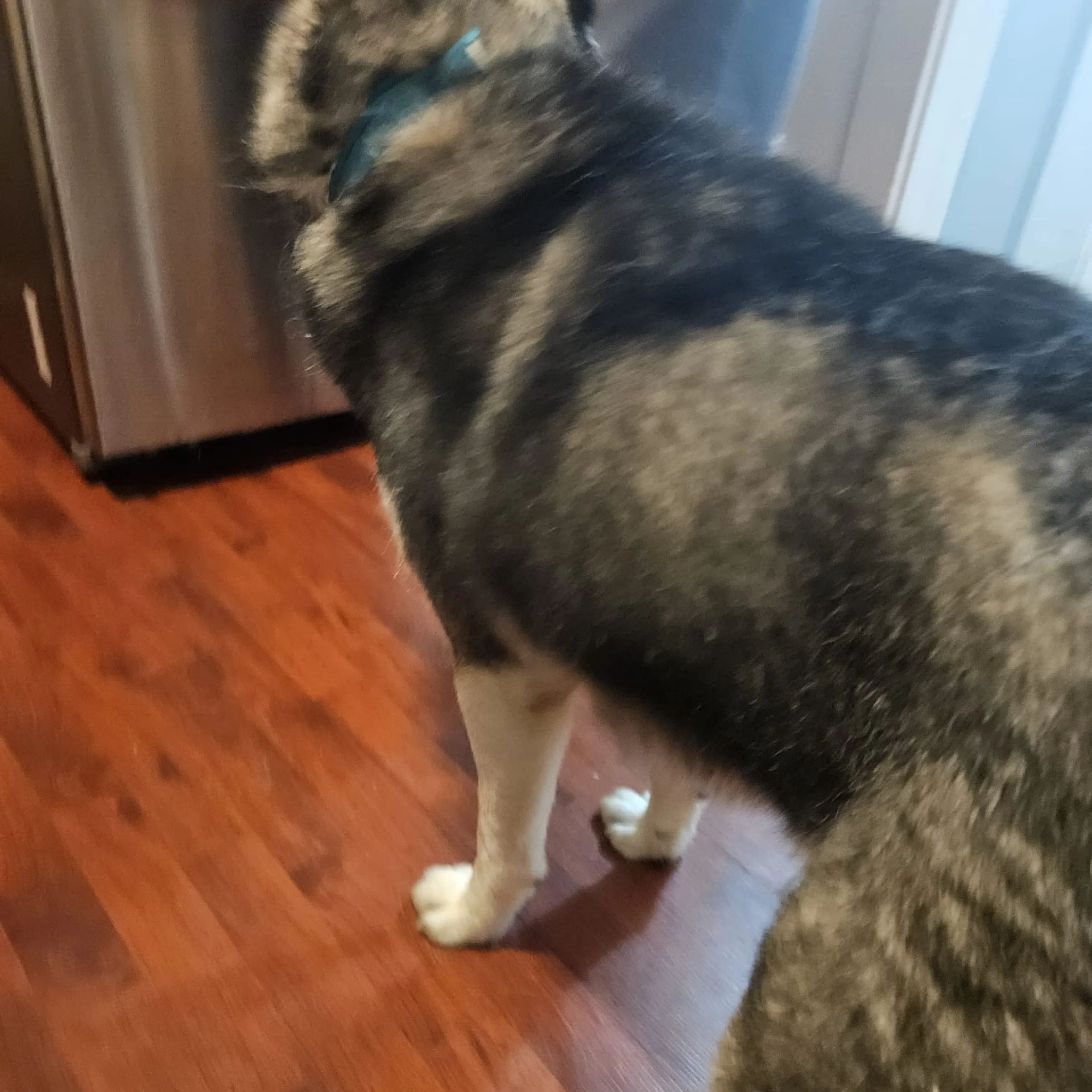 cdn image