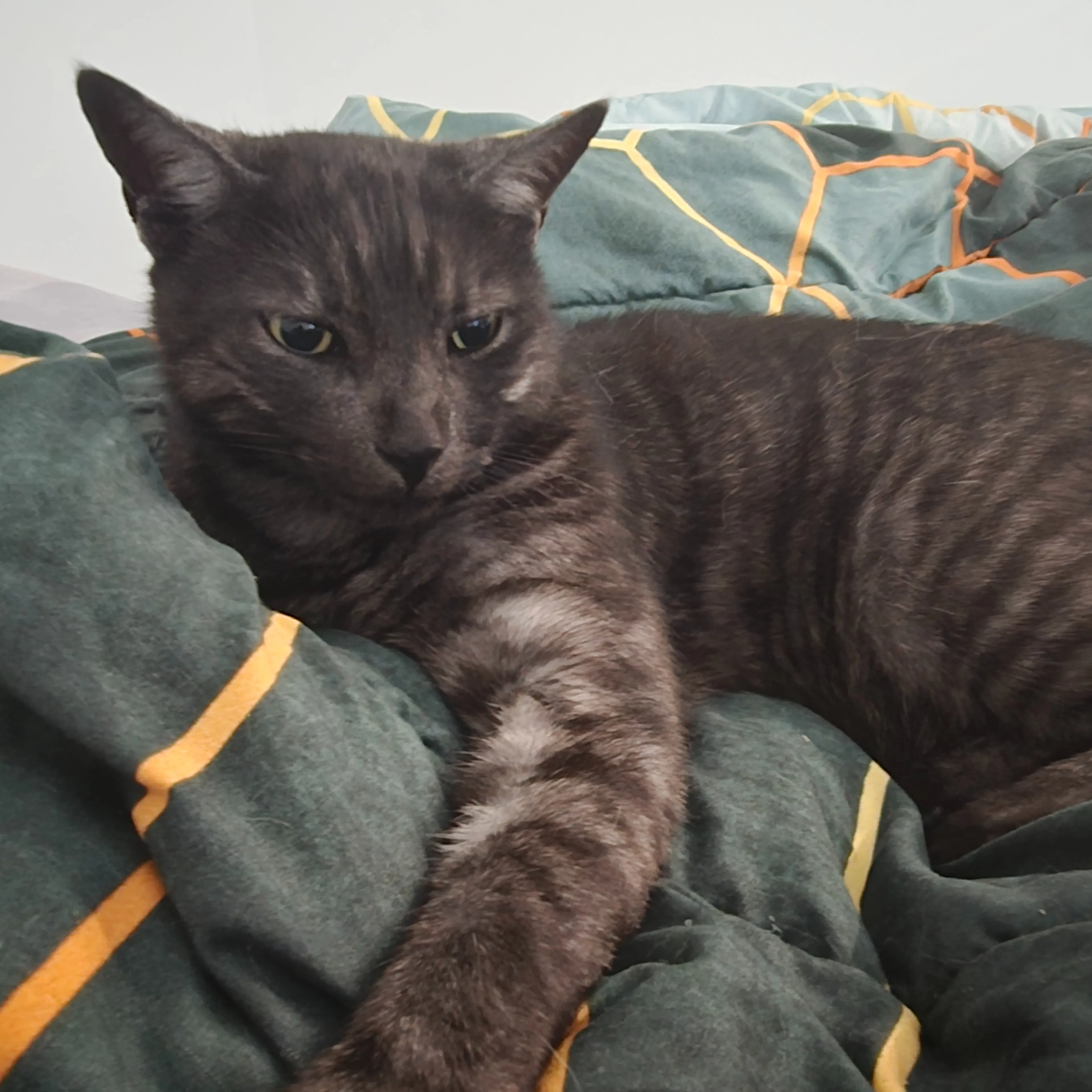 cdn image